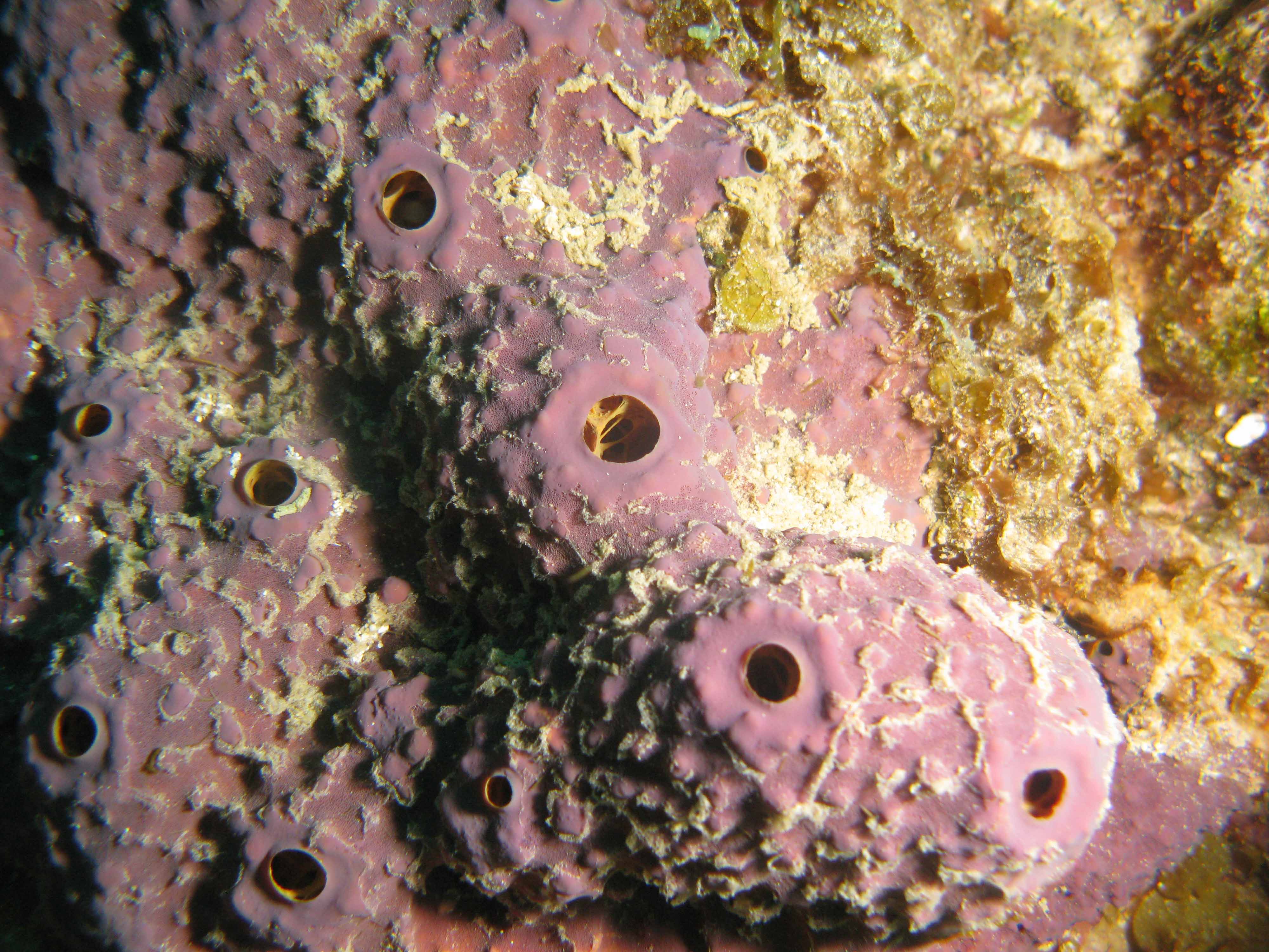 Purple sponge