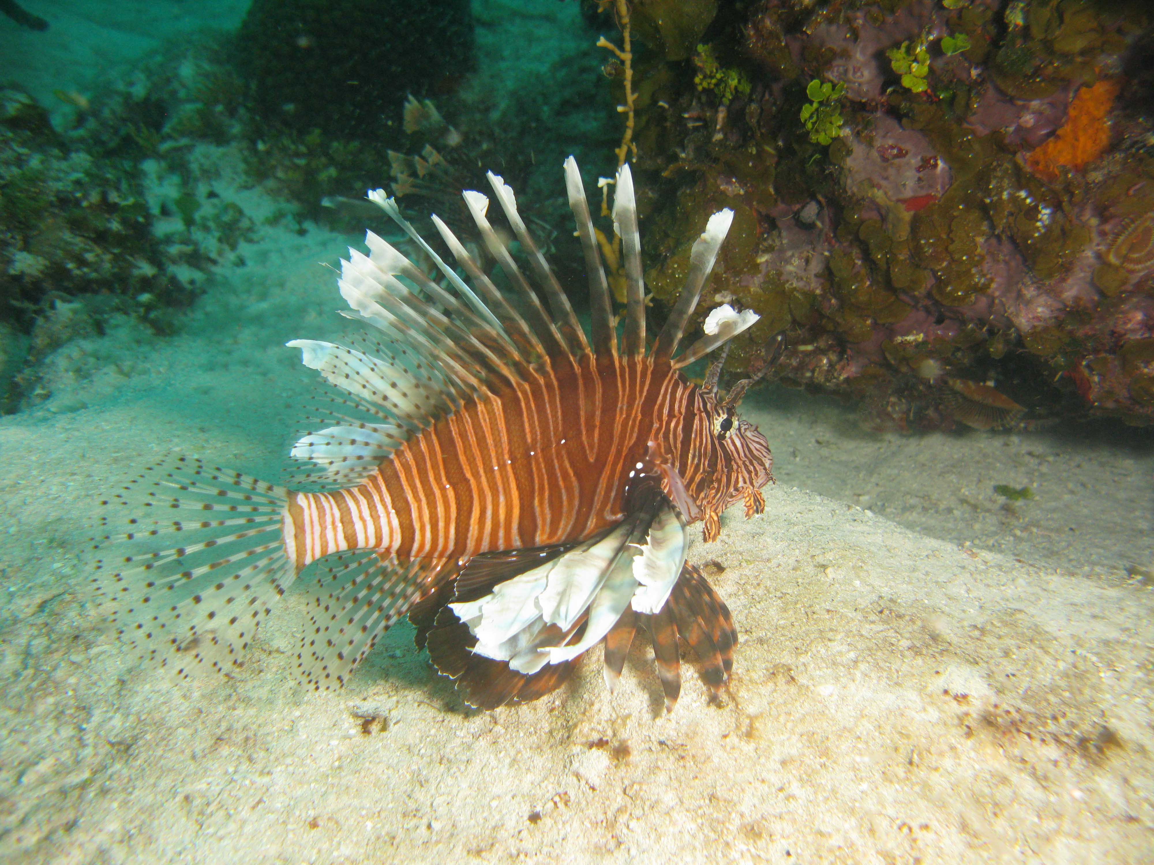 Lion fish