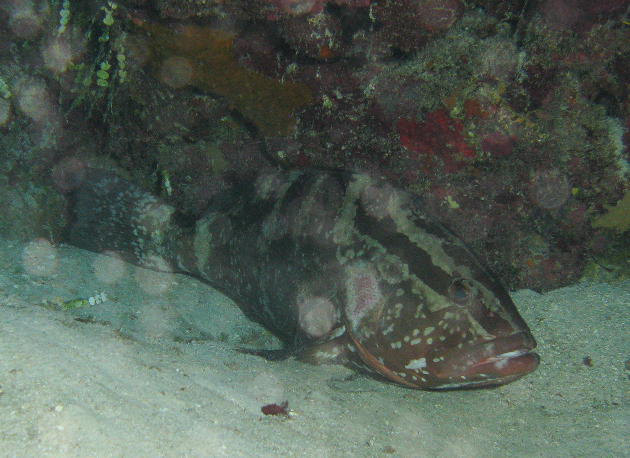 Nassau grouper