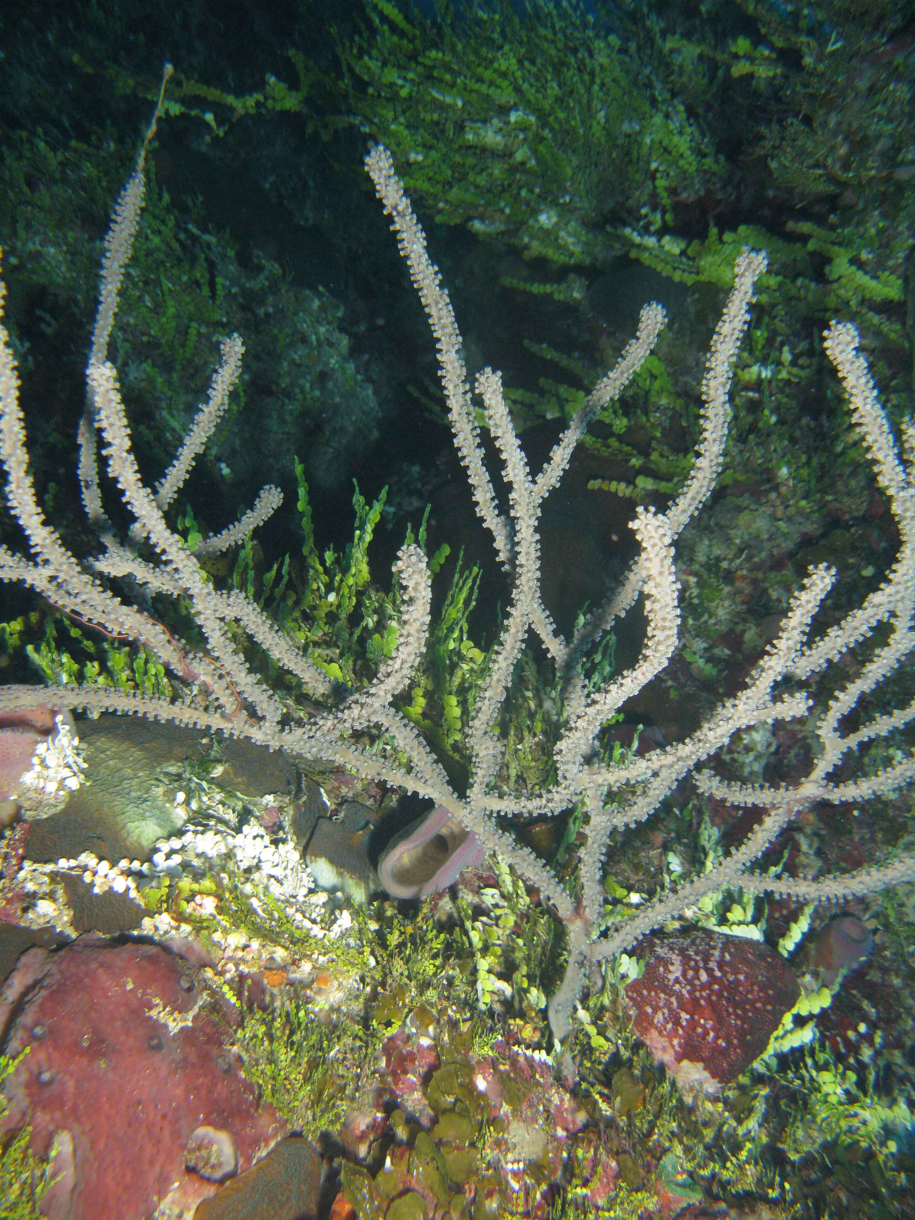 Black coral