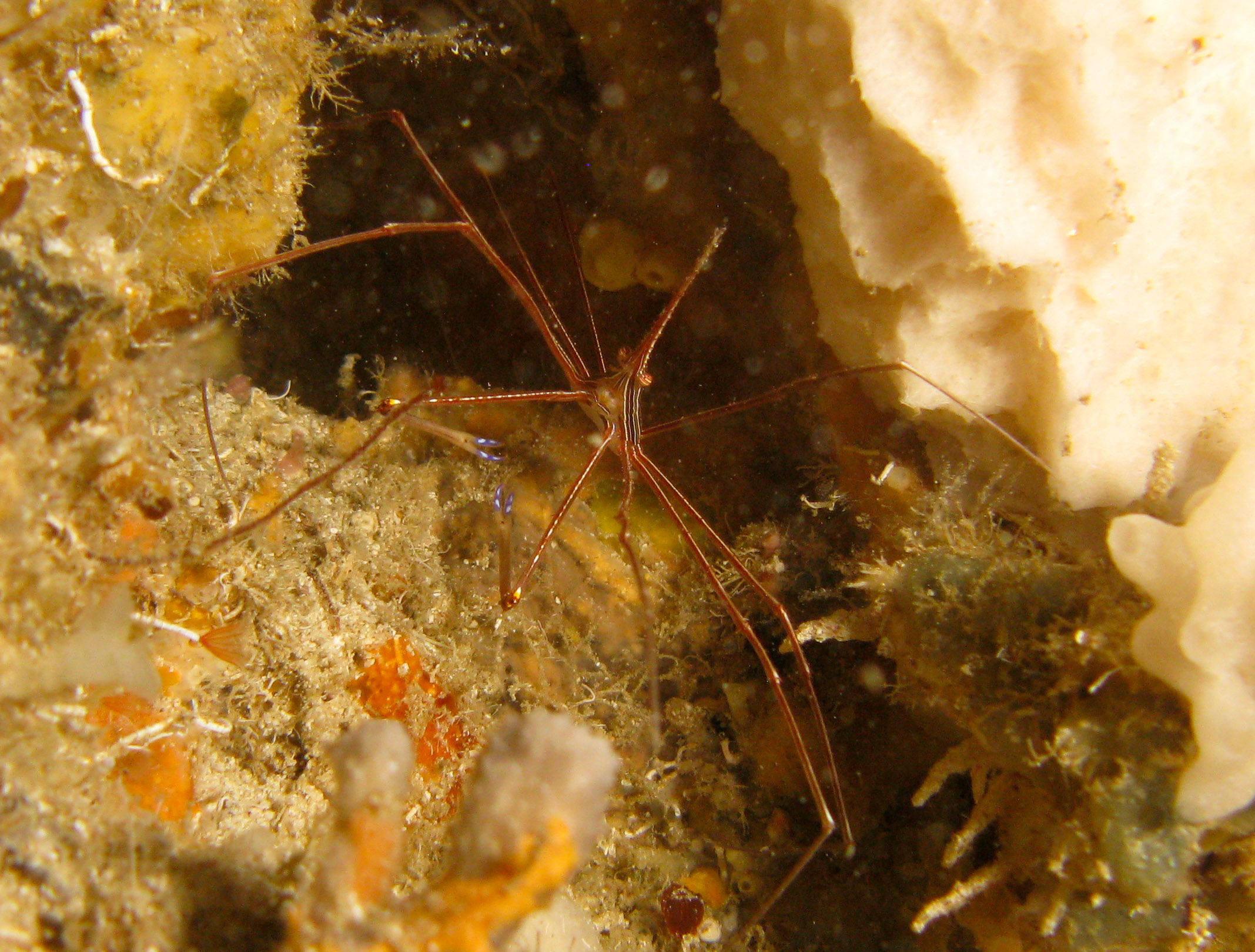 Yellowline Arrow Crab