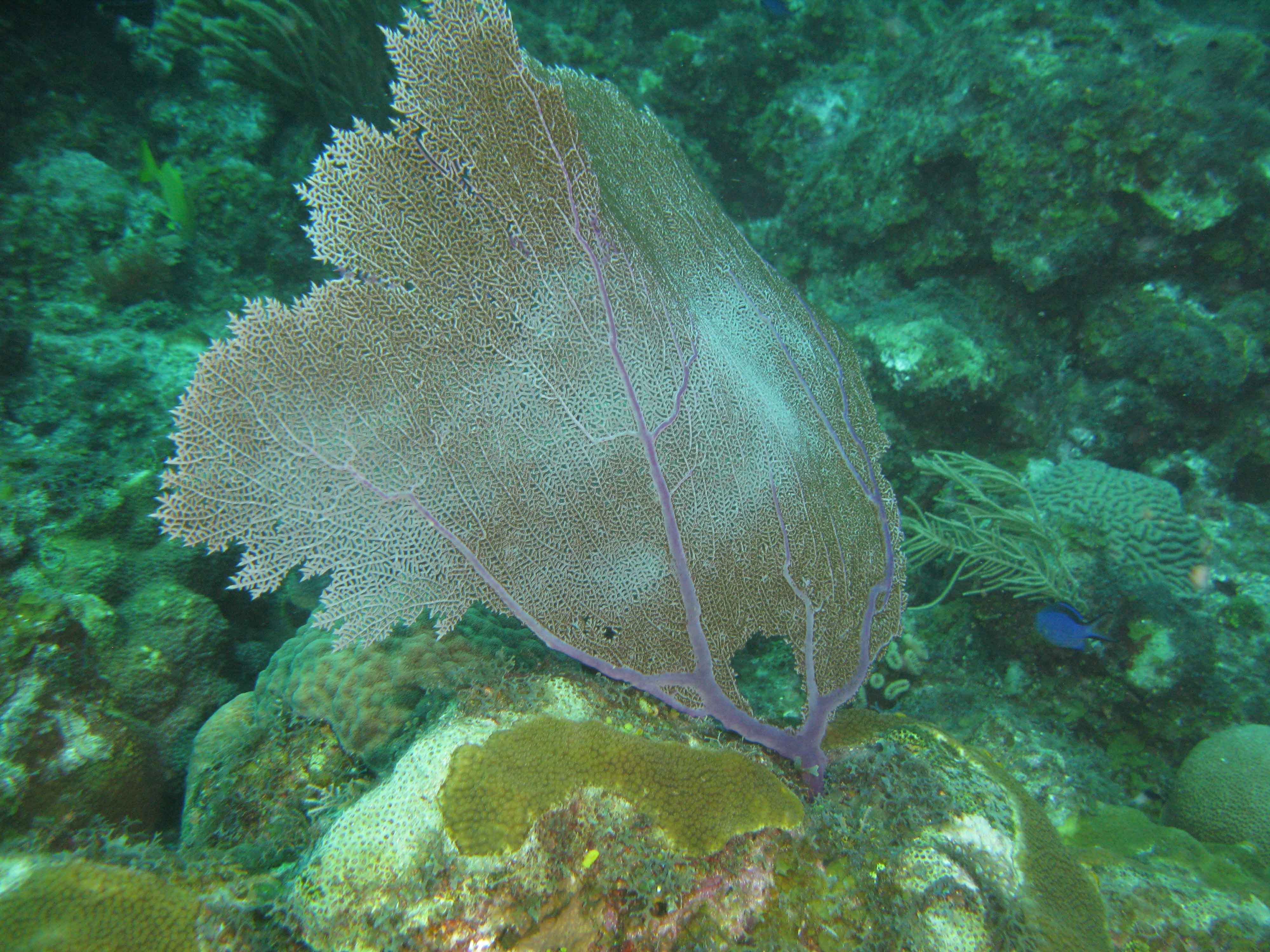 Sea fan