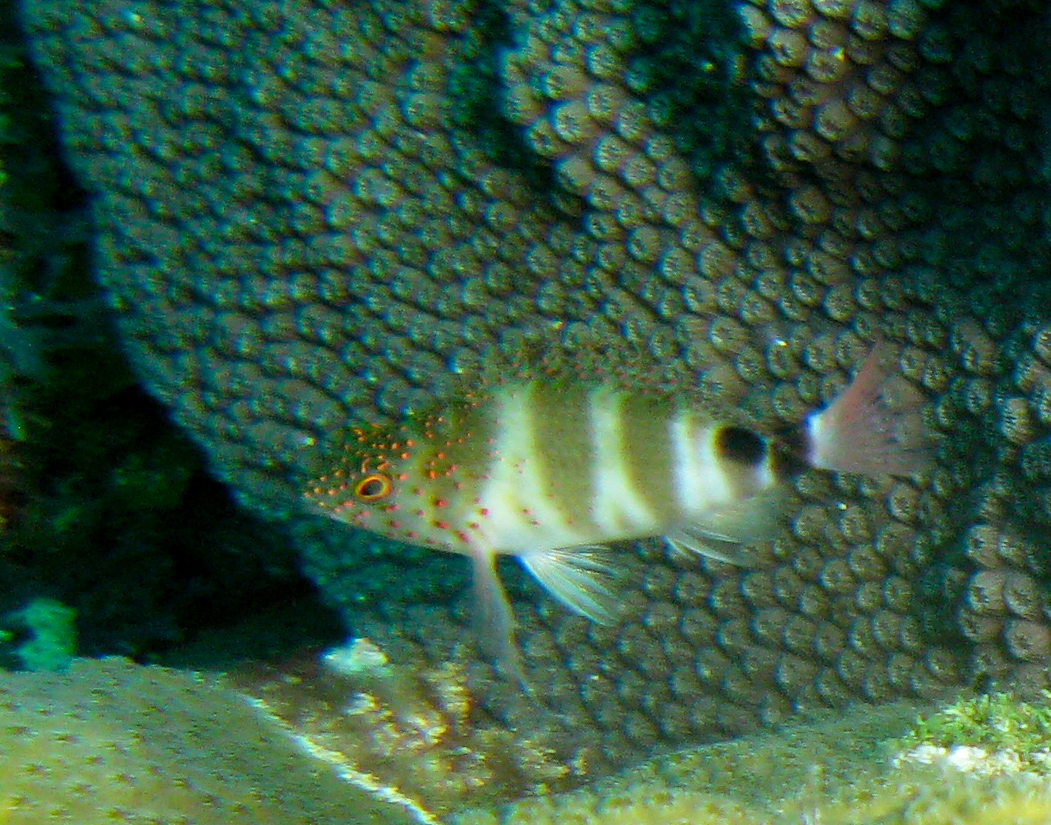Redspotted Hawkfish