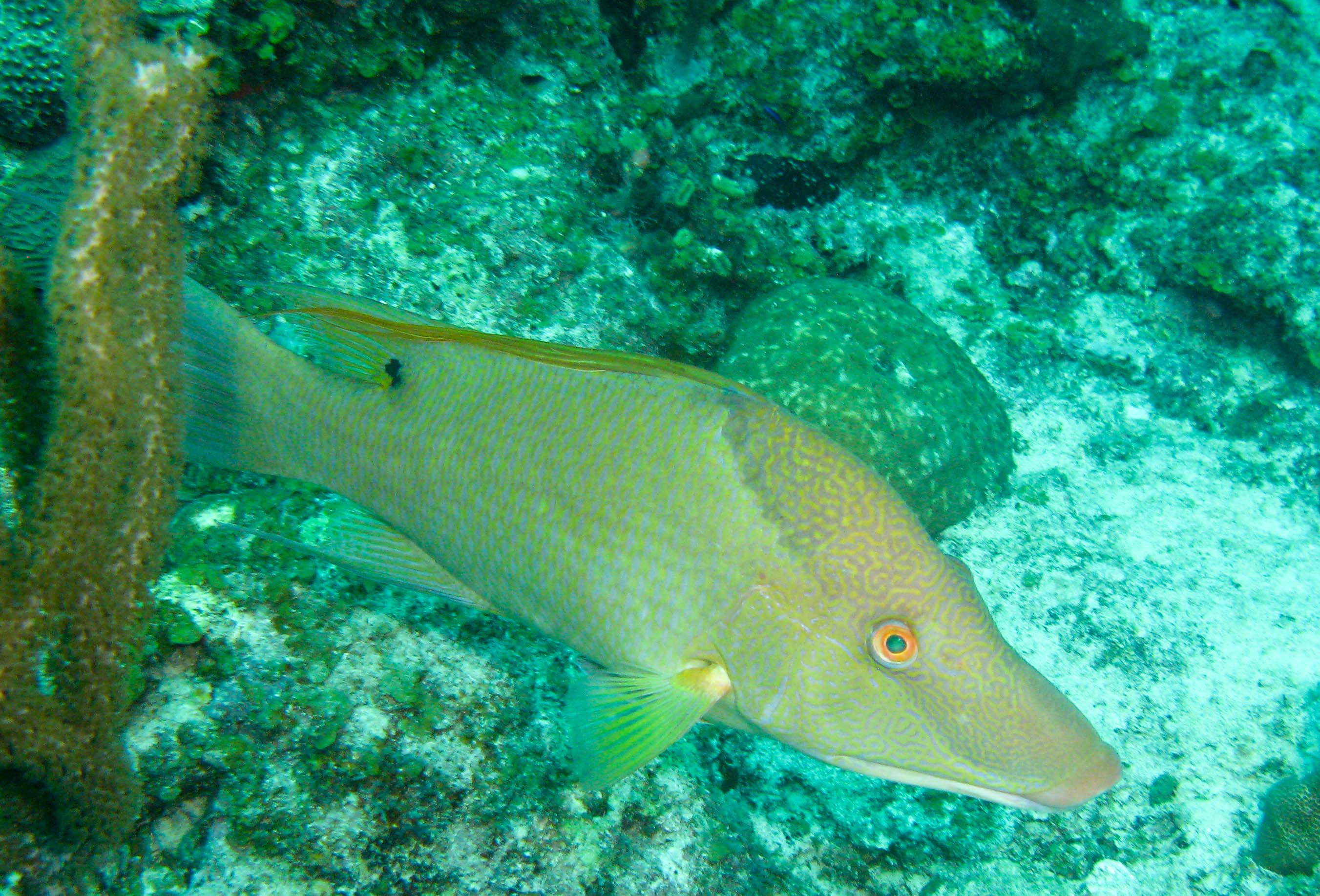 Hogfish