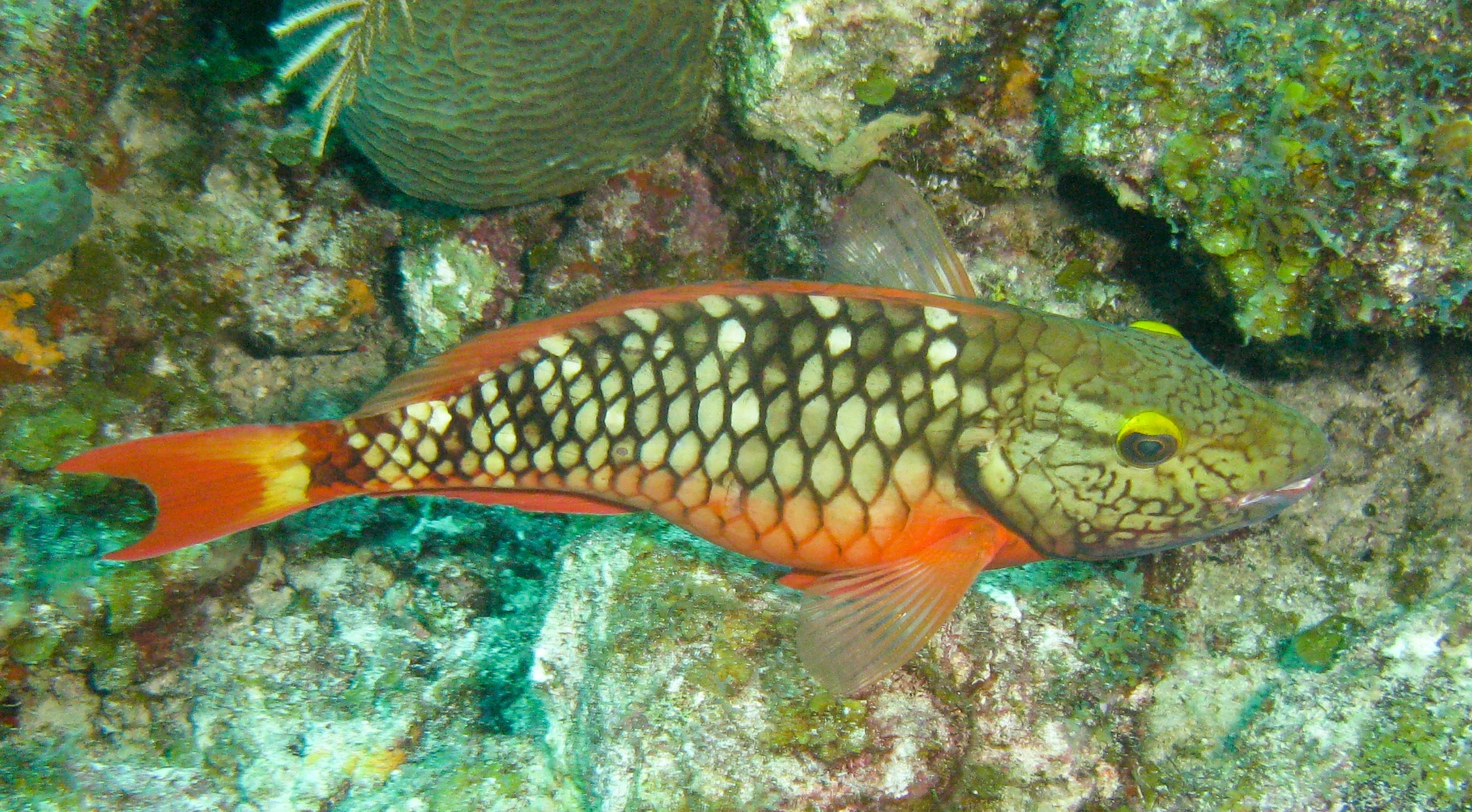 Parrot fish