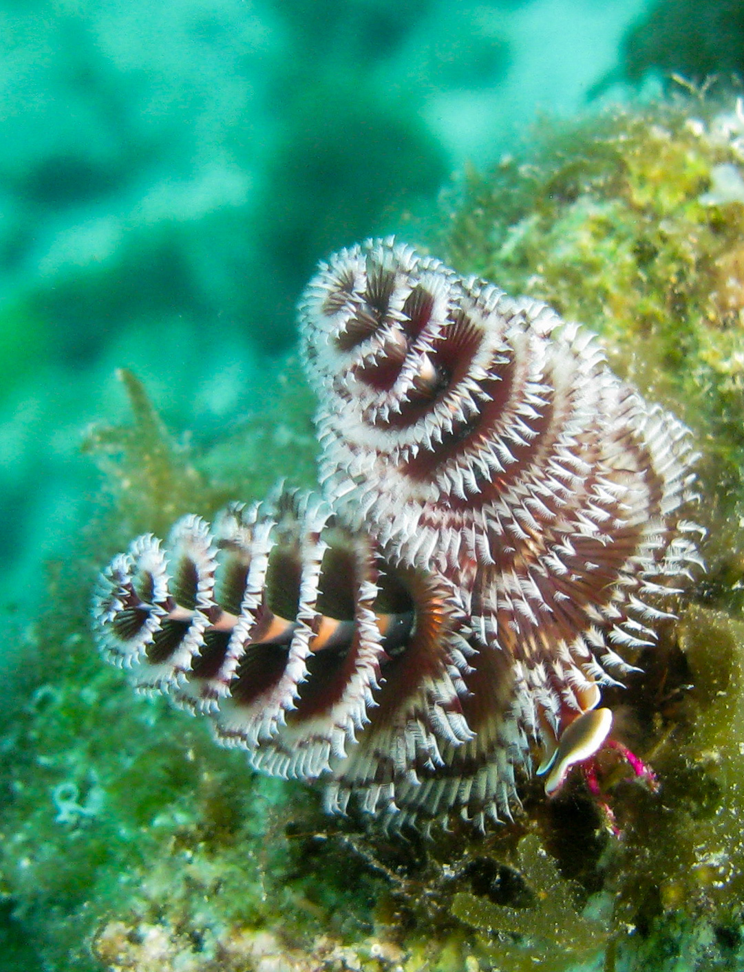 Christmas tree worm