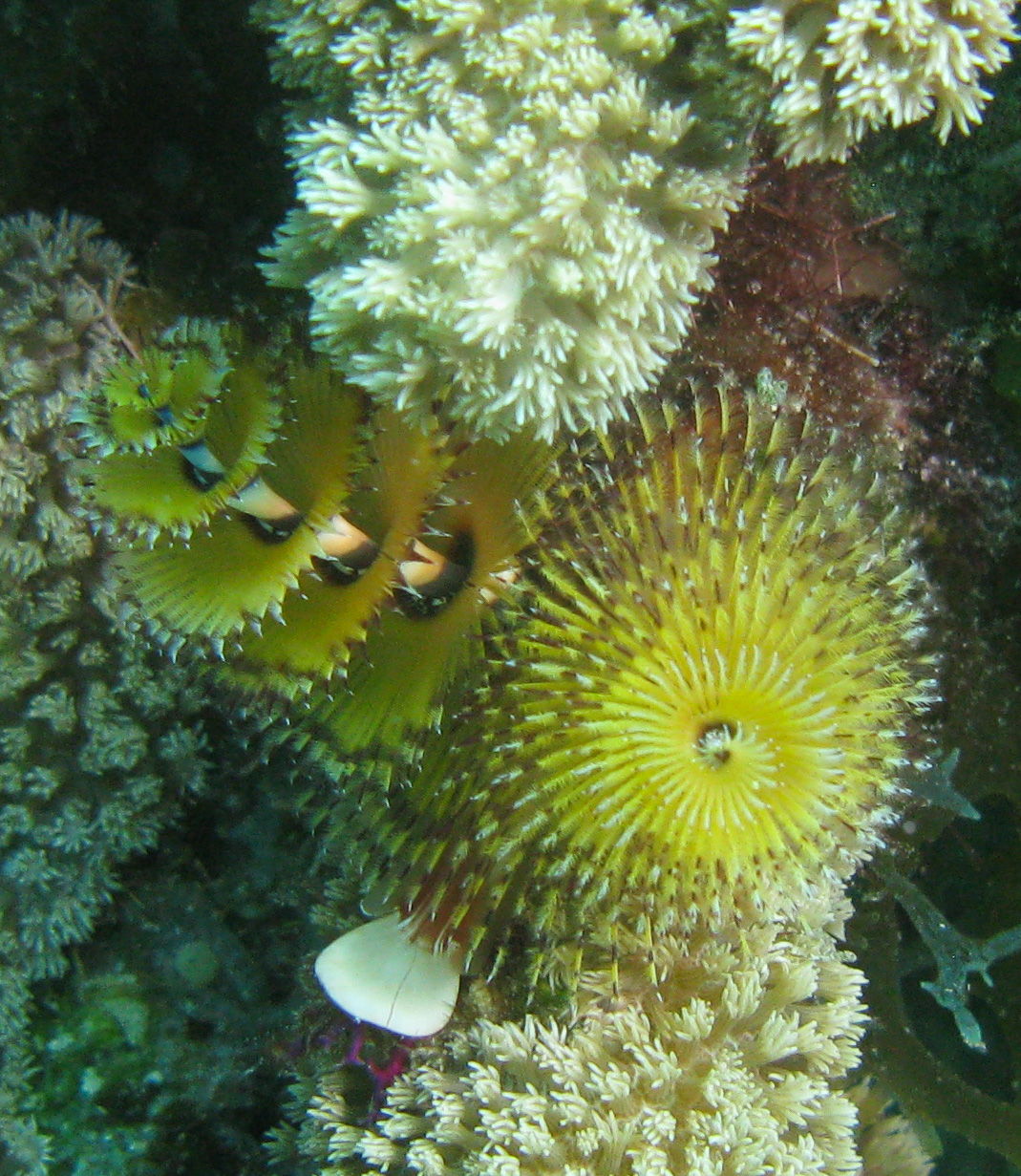 Christmas tree worm