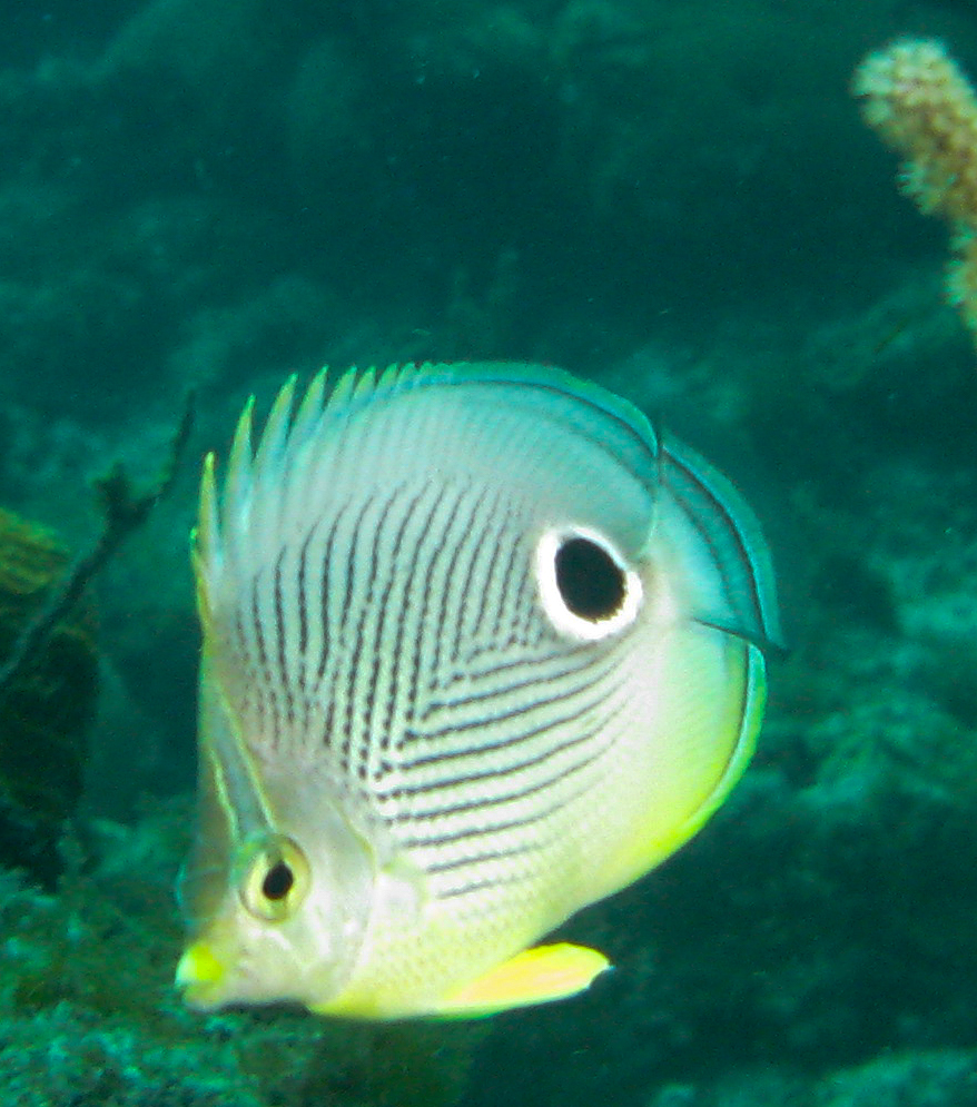 Foureye Butterflyfish