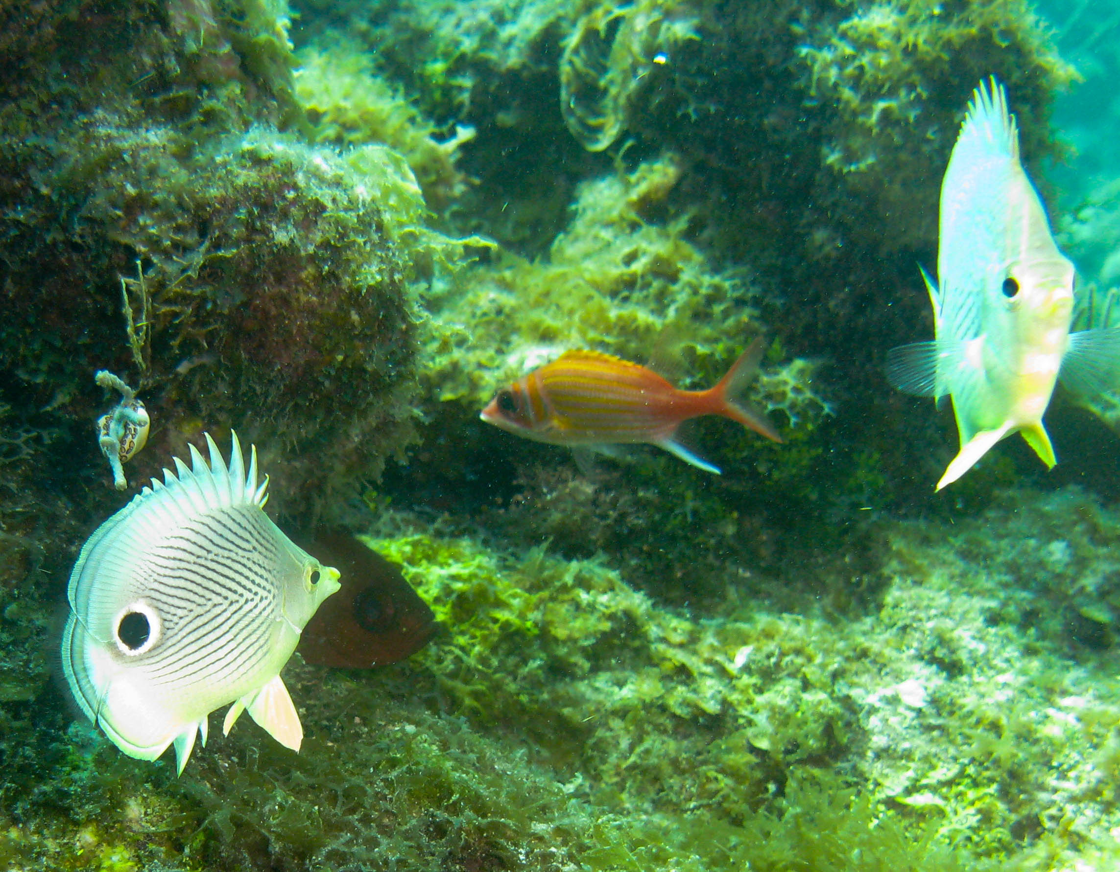 Foureye Butterflyfish