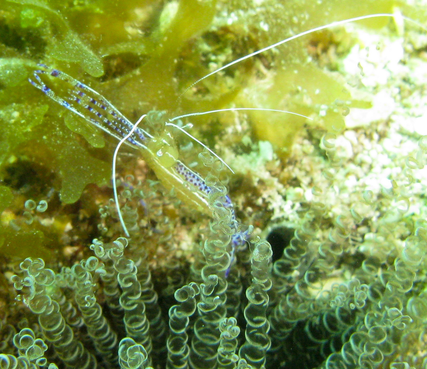 Pederson Cleaner Shrimp