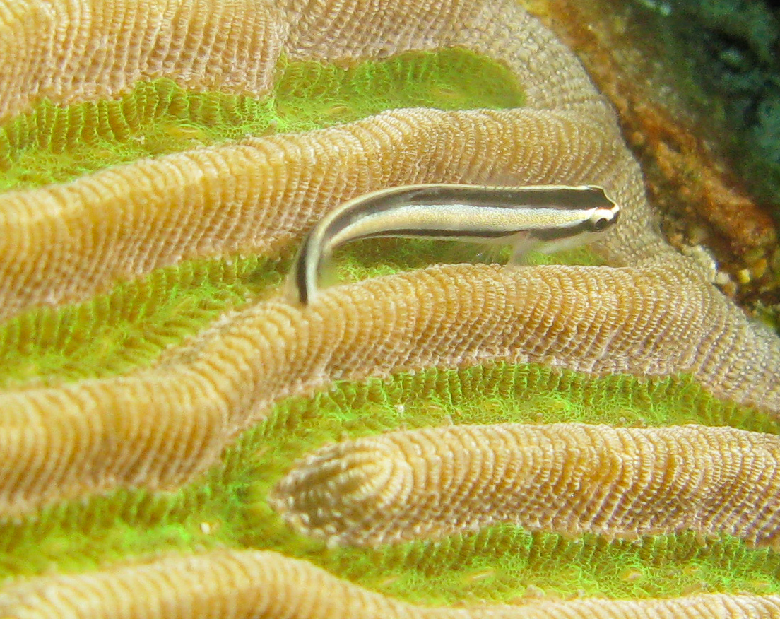 Cleaning Goby on Grooved Brain Coral