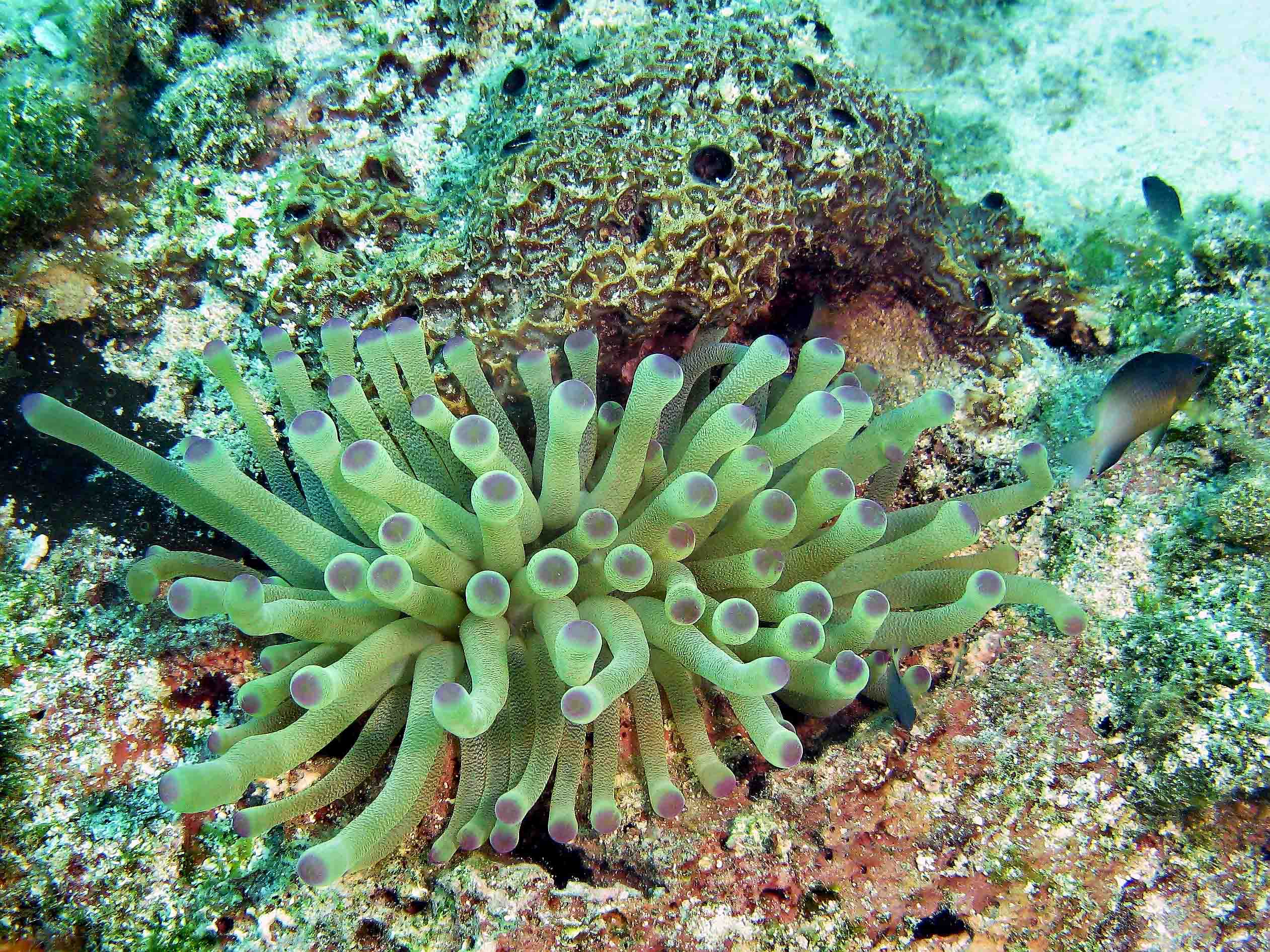 Giant Anemone