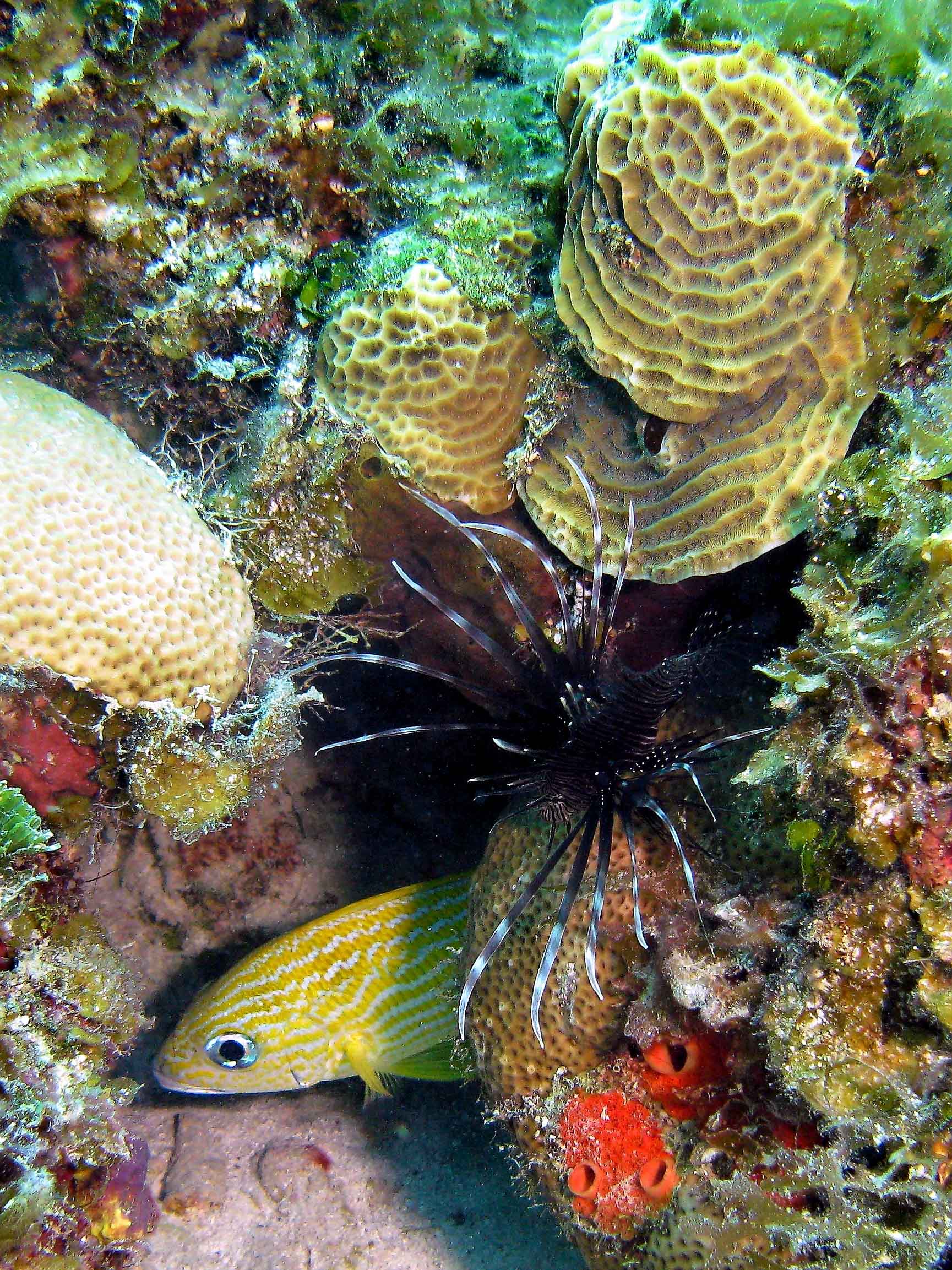 Lion fish & Bluestriped Grunt