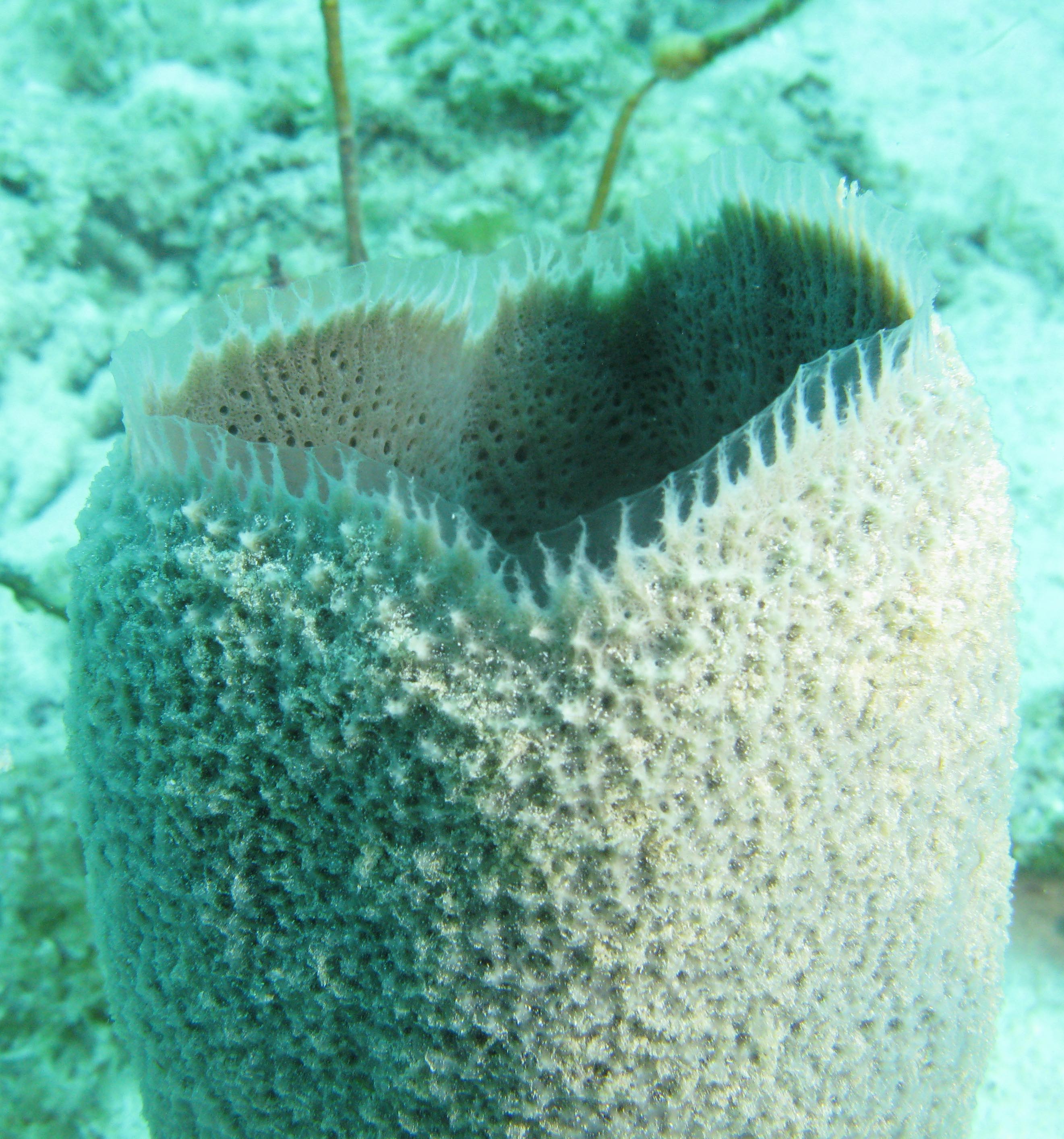 Vase sponge