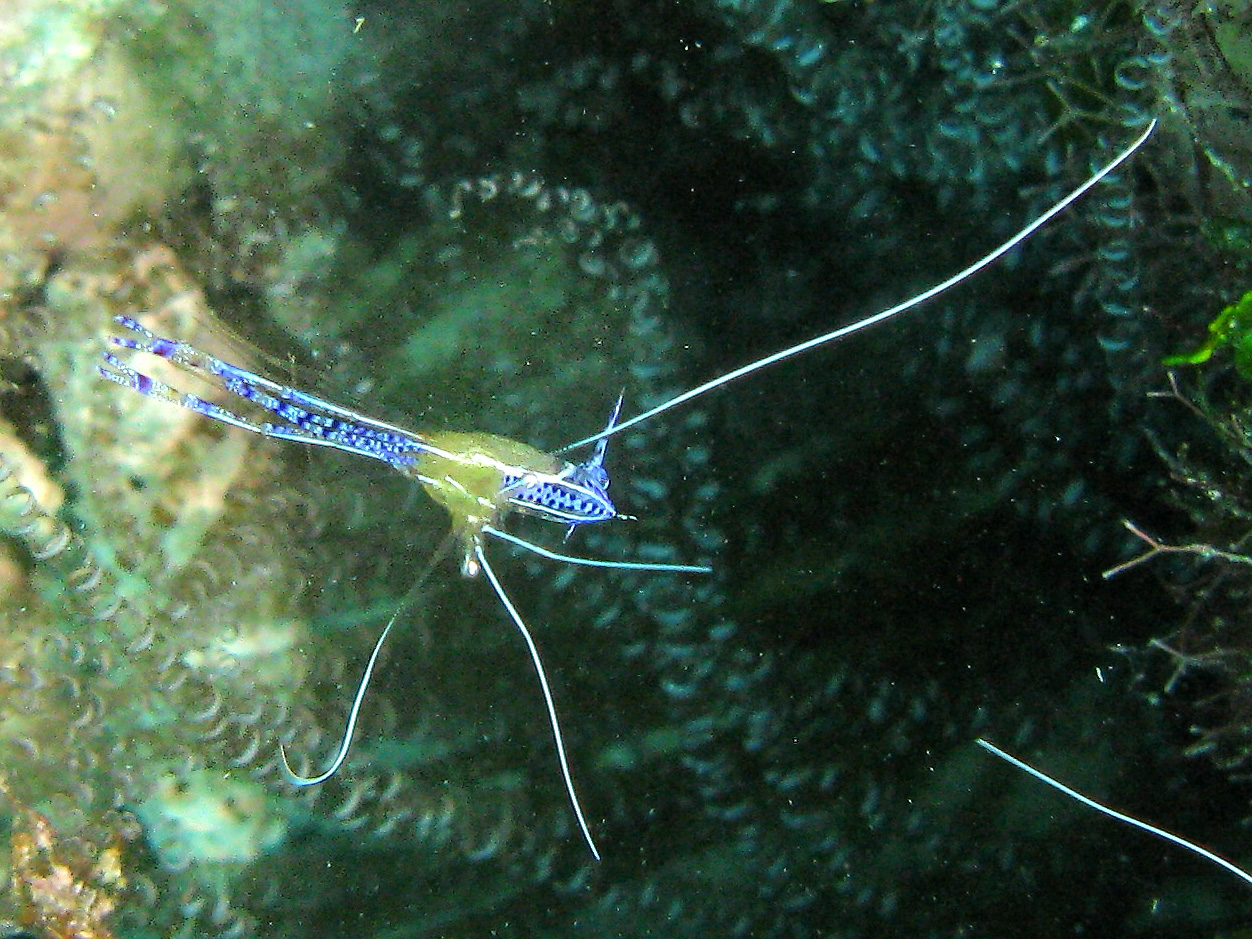 Pederson Cleaner Shrimp
