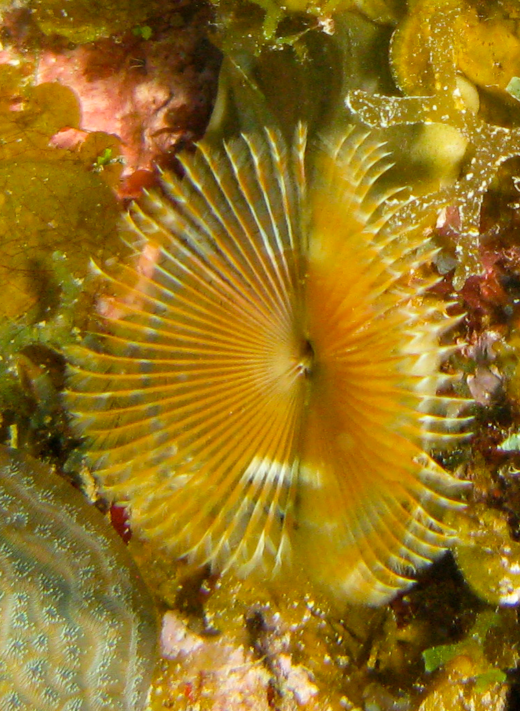 Bispera fan worm