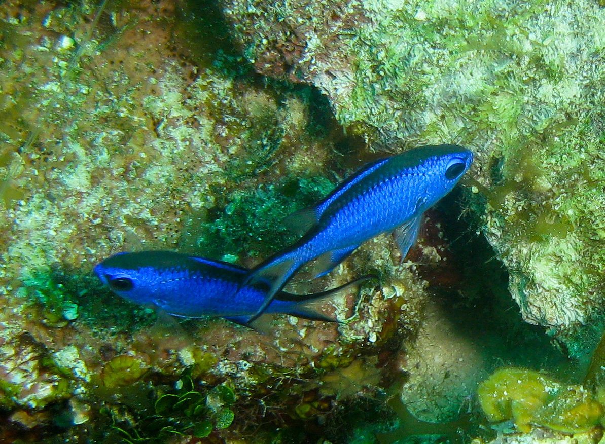 Blue Chromis