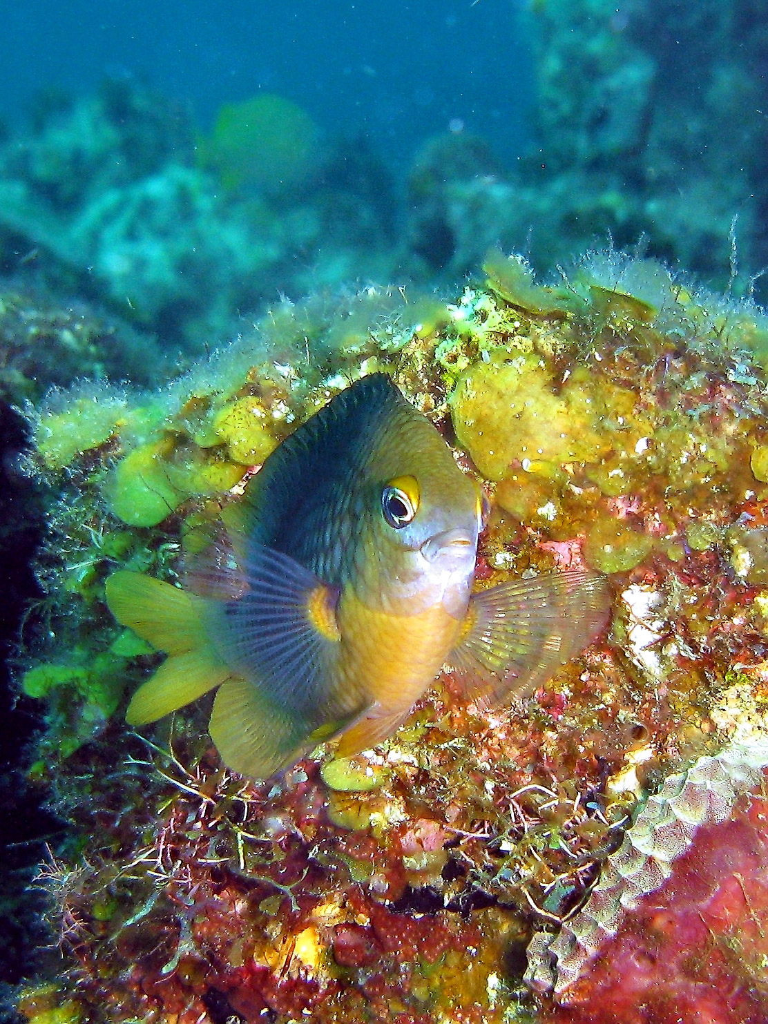 Damselfish