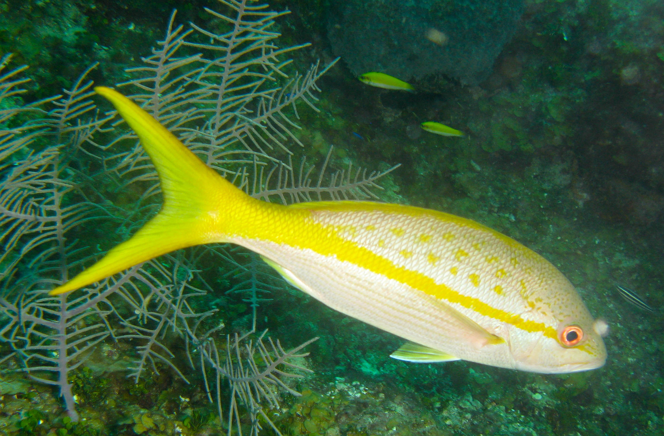 Yellowtail Snapper