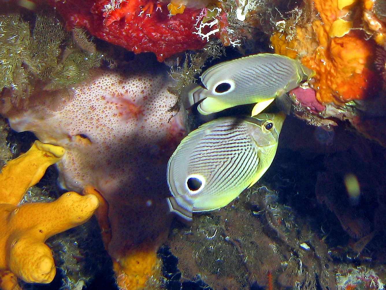 Foureye Butterflyfish