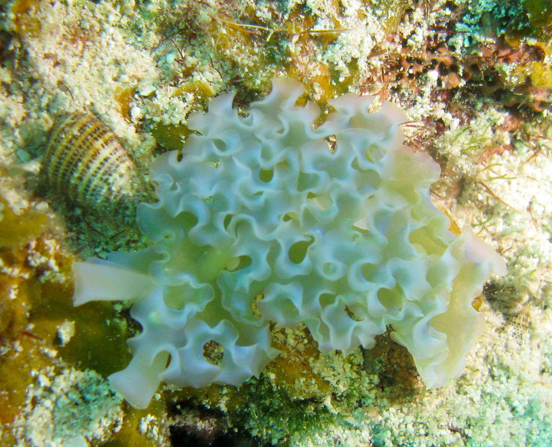 Lettuce Sea Slug (Elysia crispata)