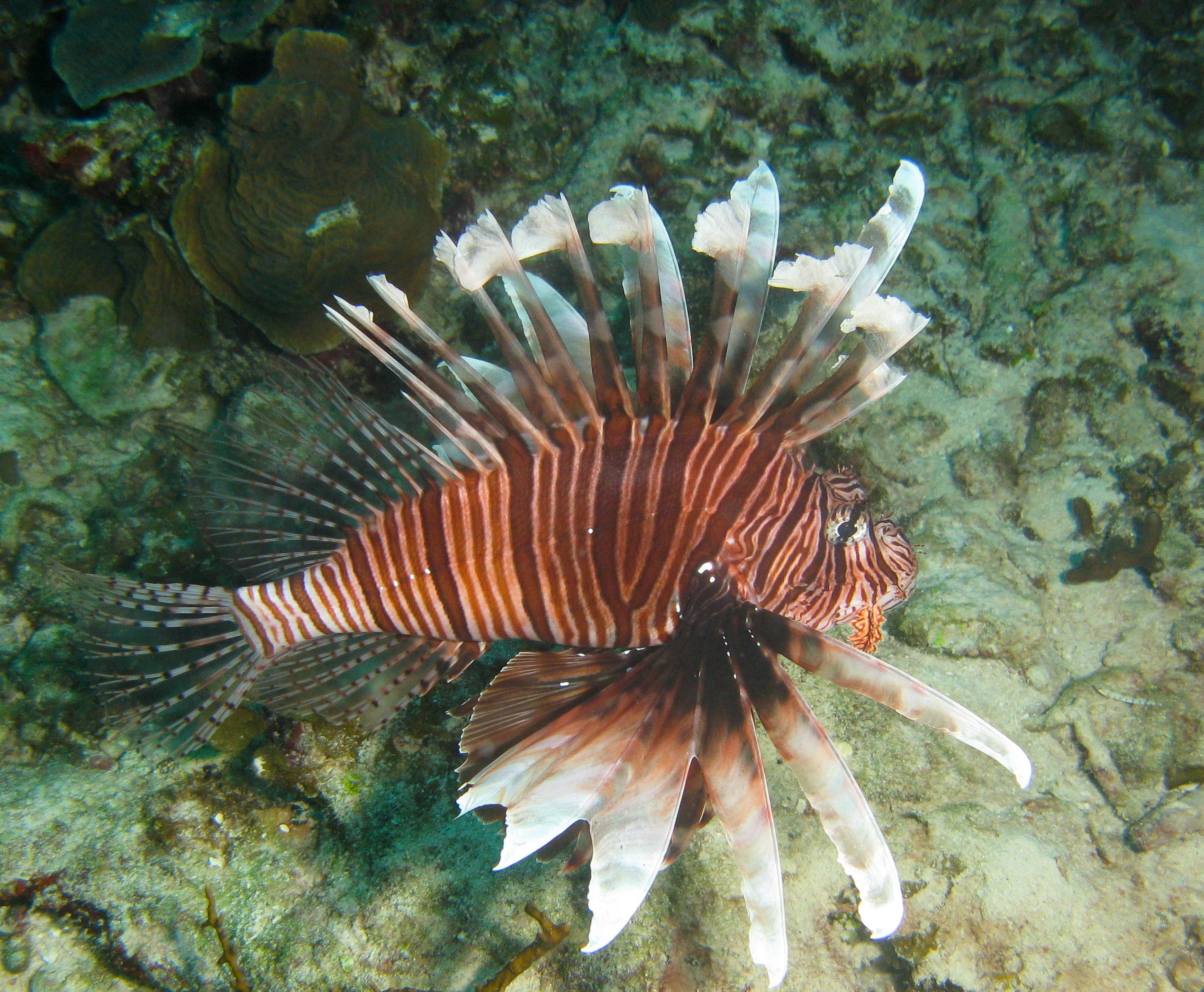 Lion fish & Stinking Sponge