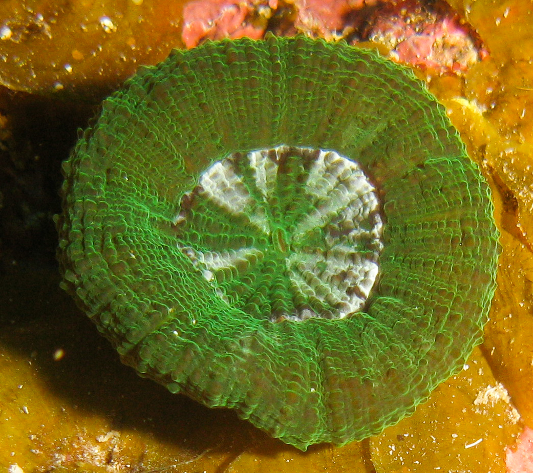 Artichoke/Solitary Disk Coral