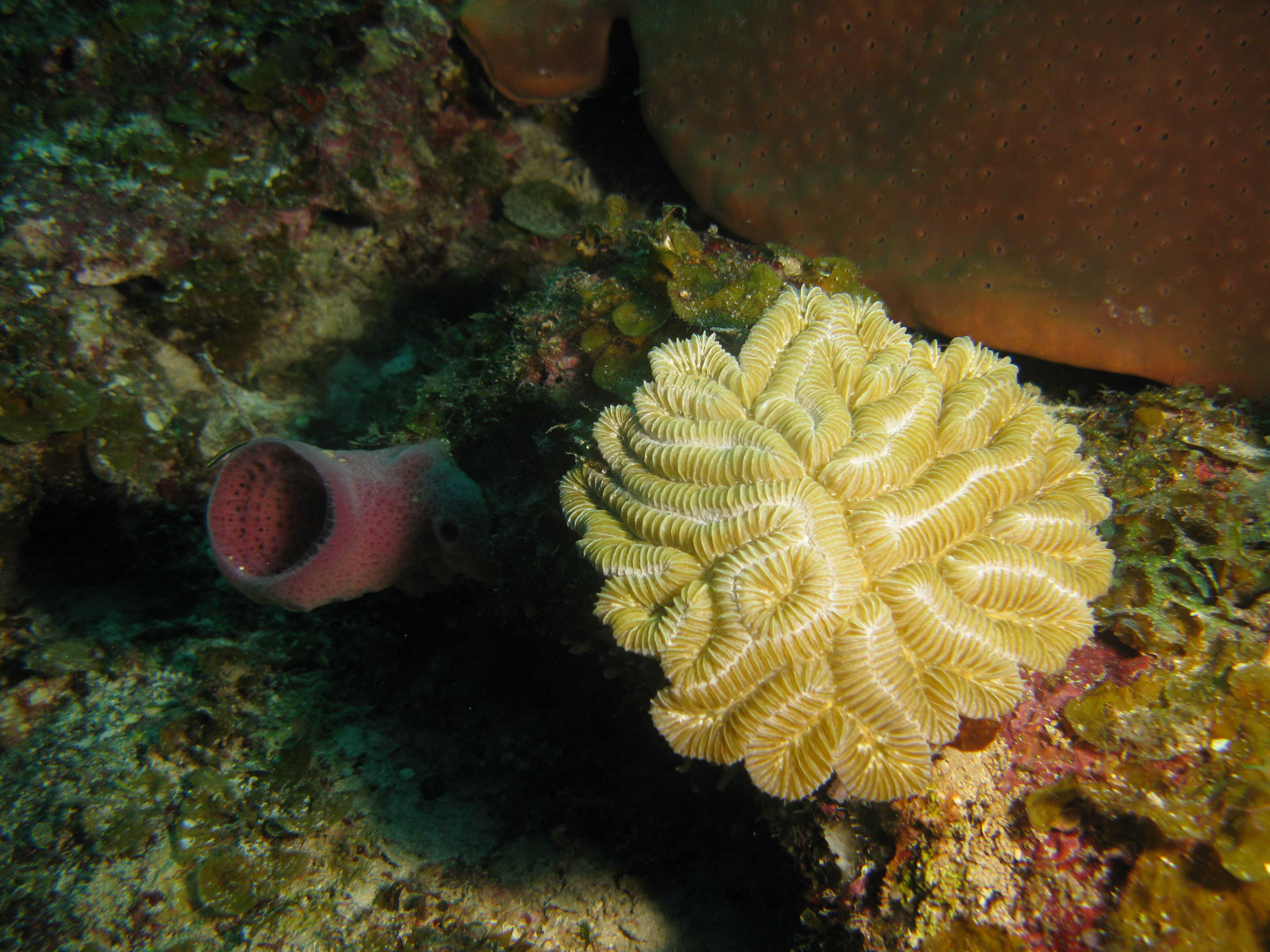 Maze coral & tube sponge