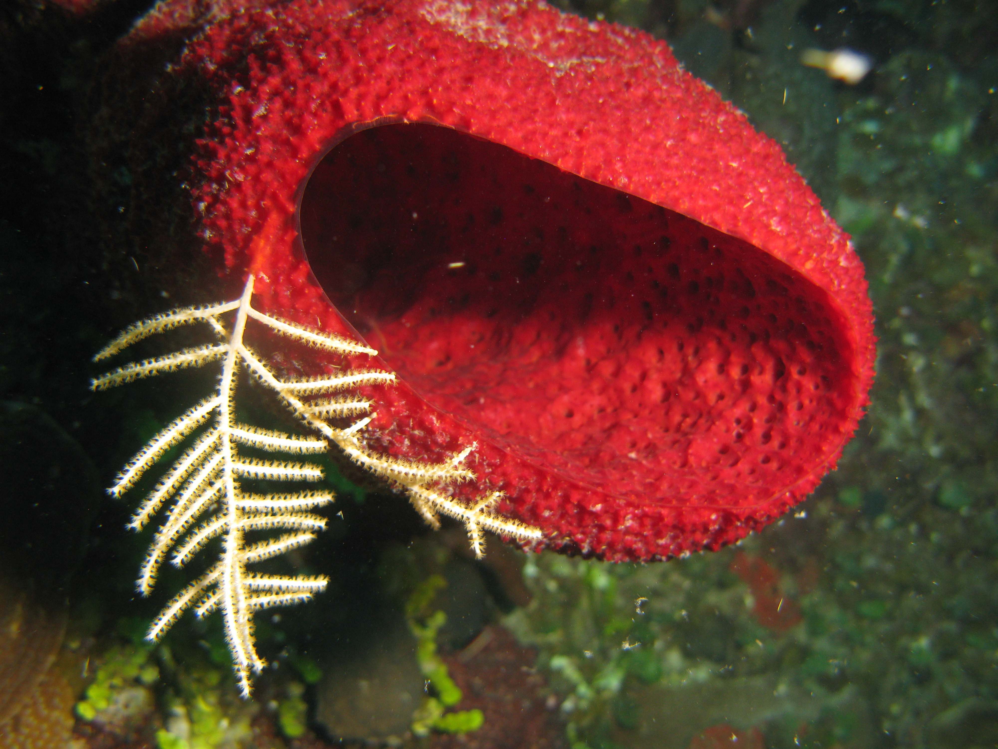 Red tube sponge & Sea Plume
