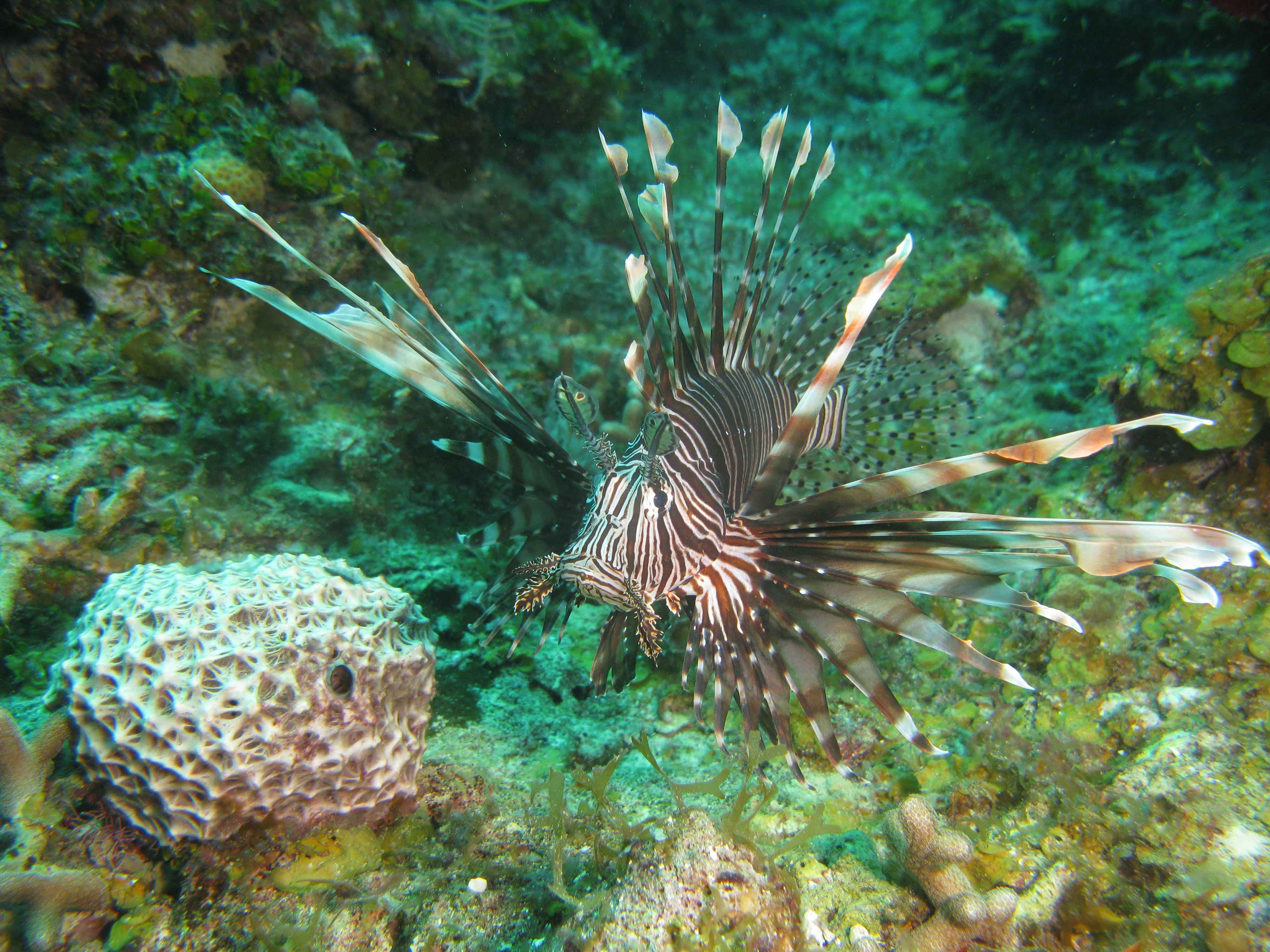 Lion fish