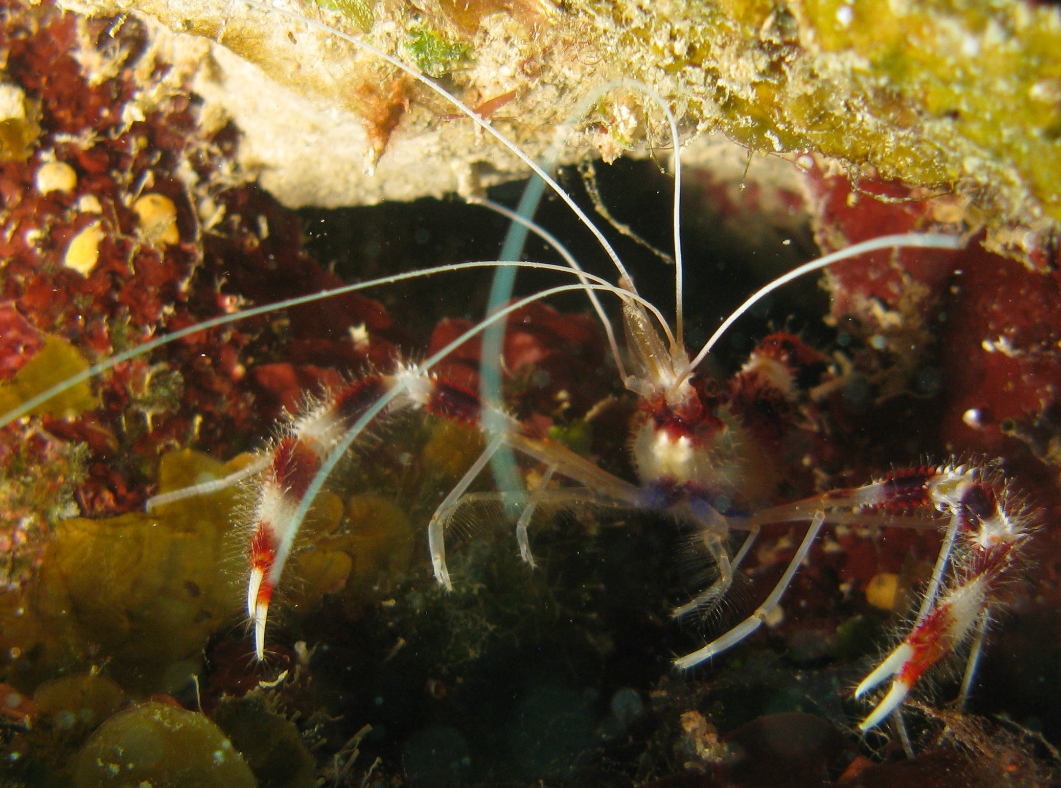 Banded Coral Shrimp