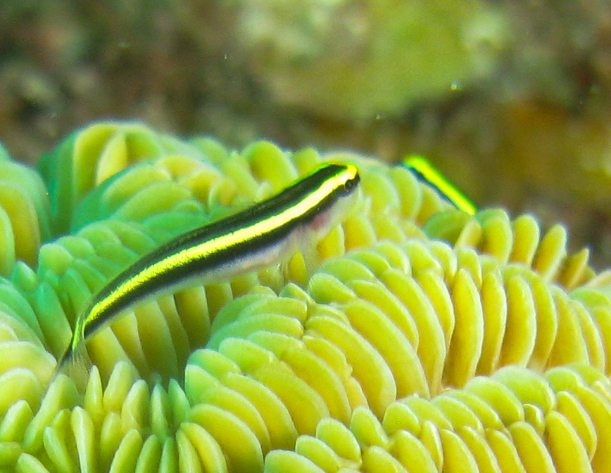 Yellownose Goby