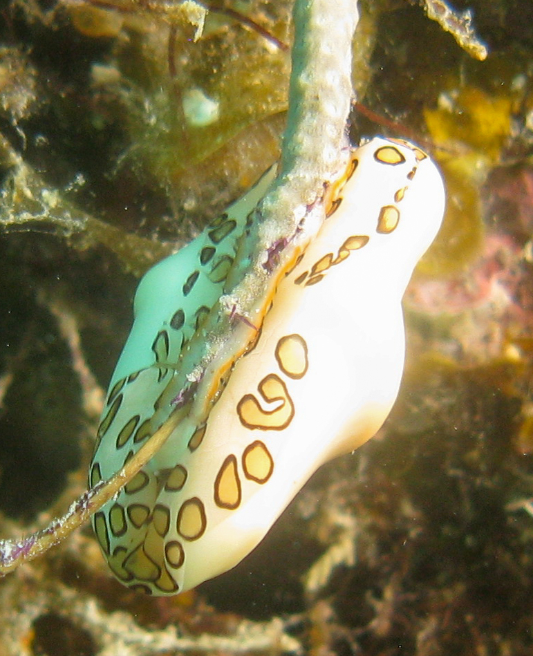 Flamingo Tongue