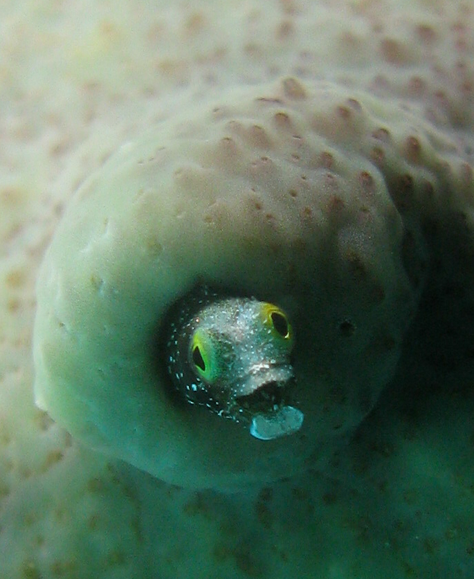 Spinyhead Blenny