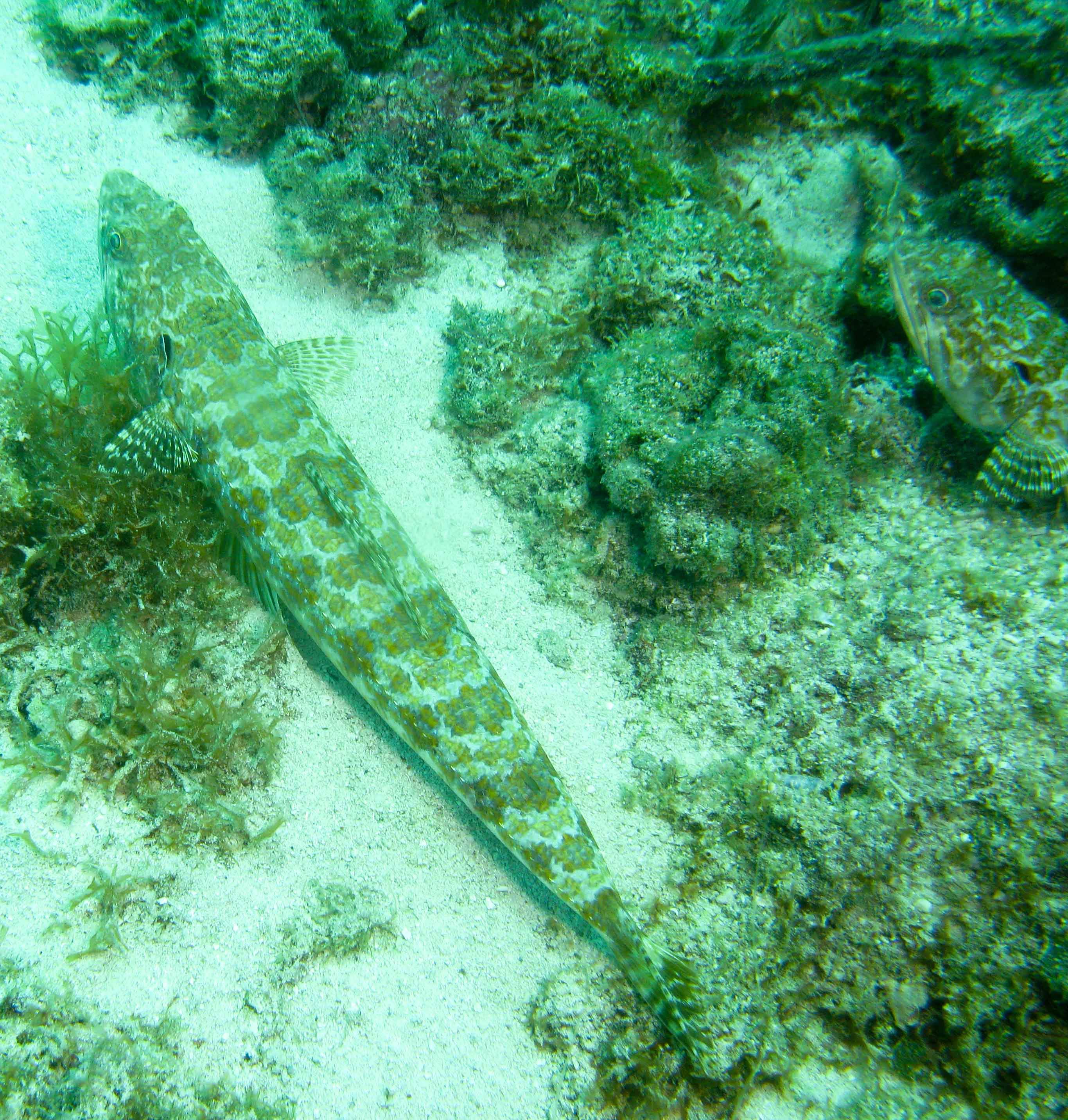 Sand Divers (Lizardfish)
