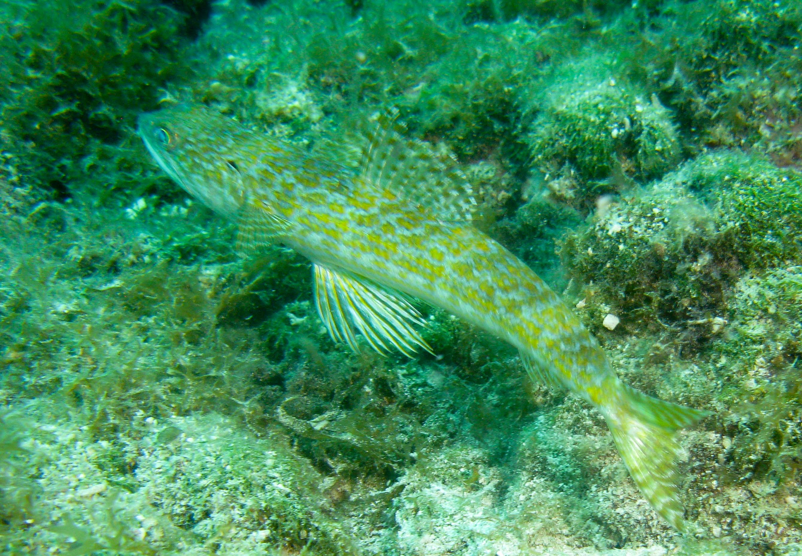 Sand Diver (Lizardfish)