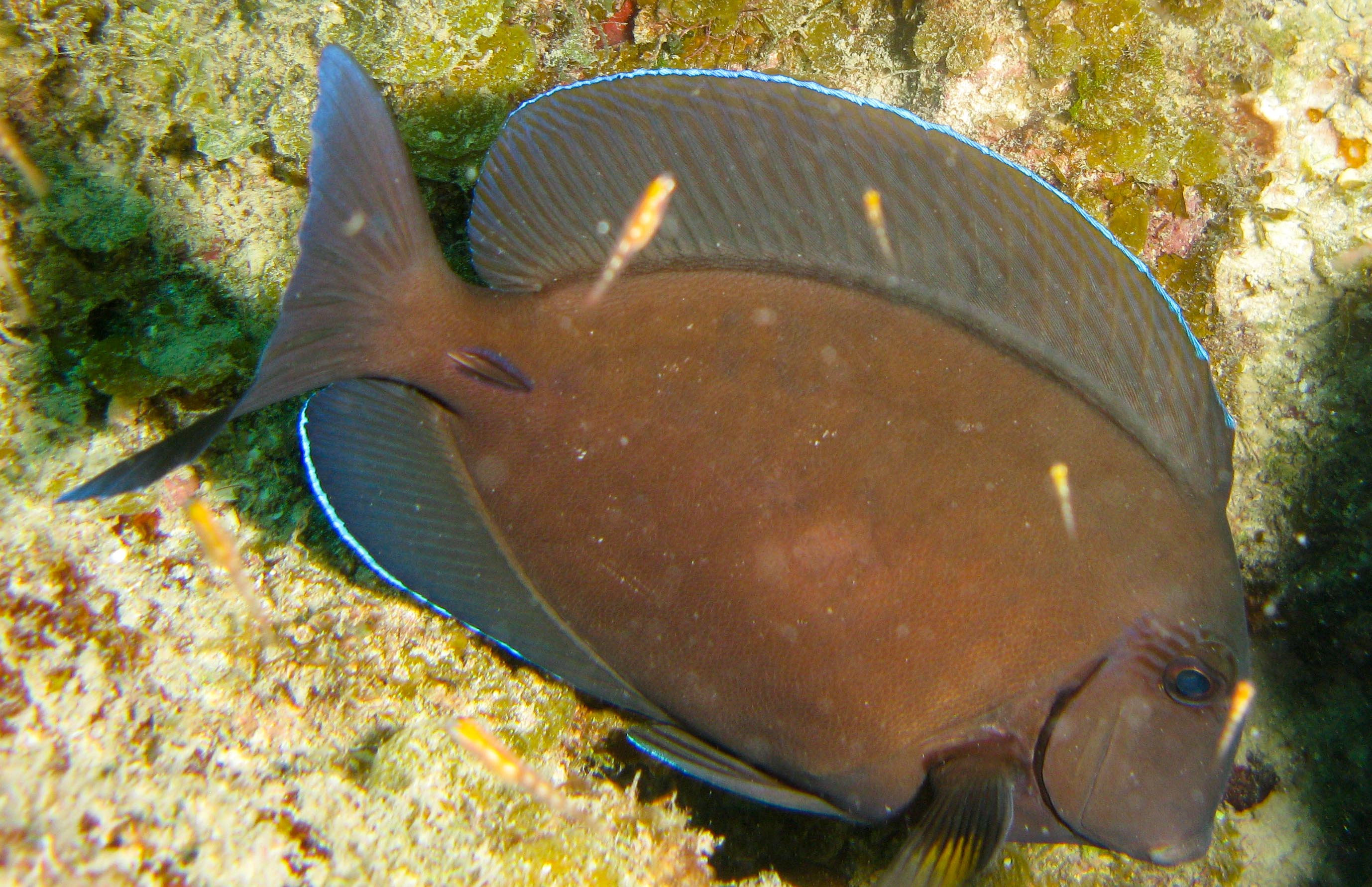 Surgeonfish