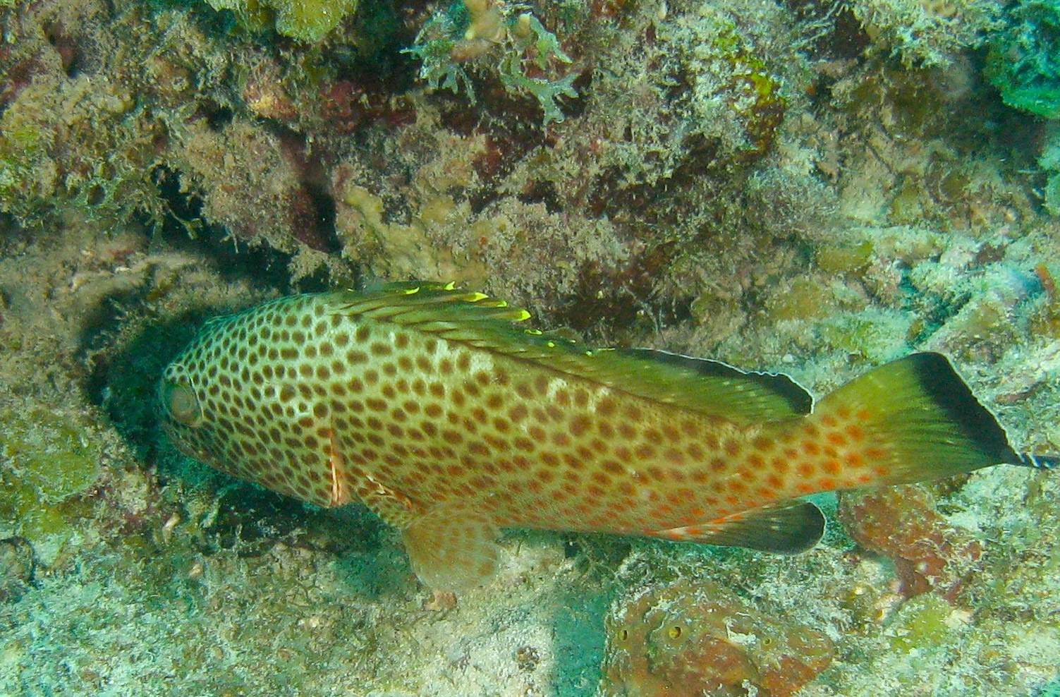 Red Hind (grouper)