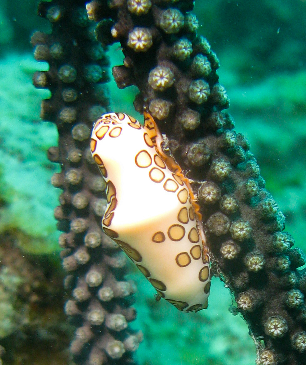 Flamingo Tongue on Black Coral