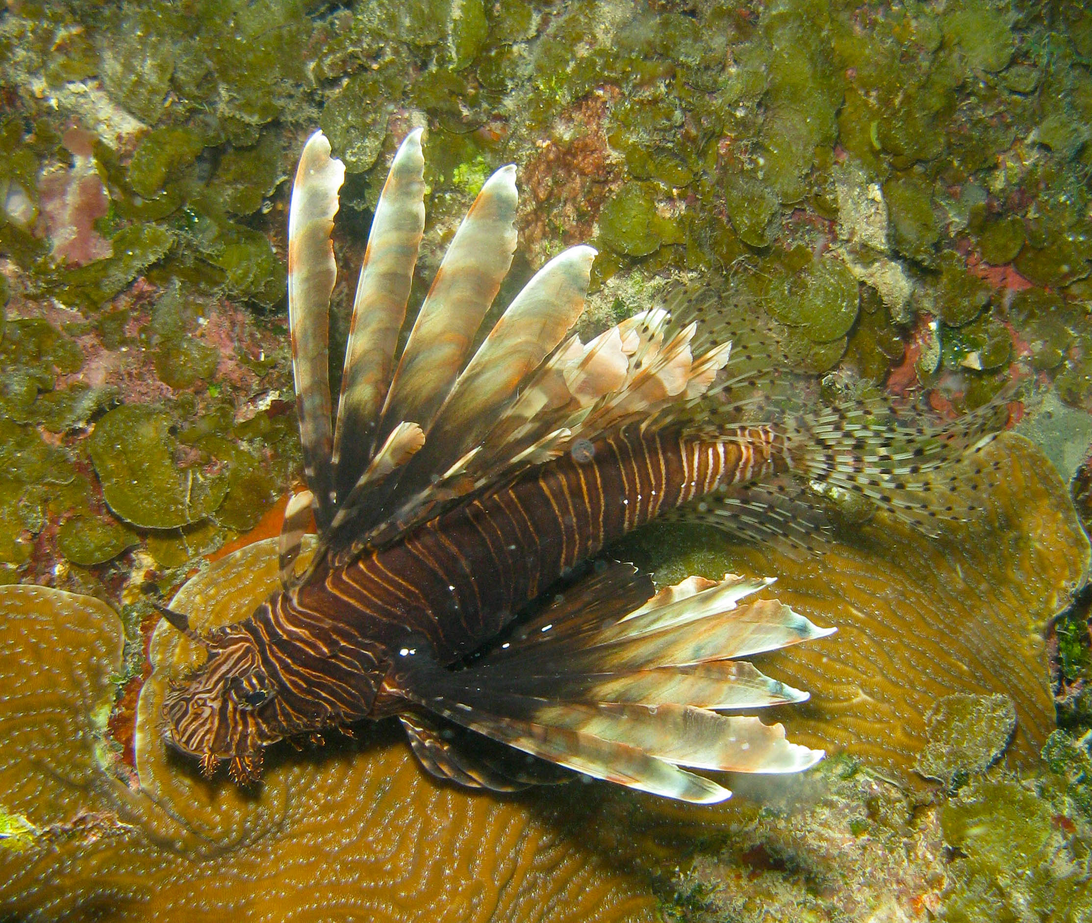 Lion fish