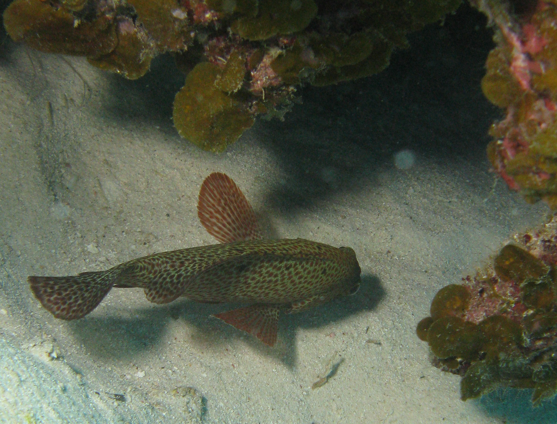 Red Hind (grouper) Red Hind (grouper)