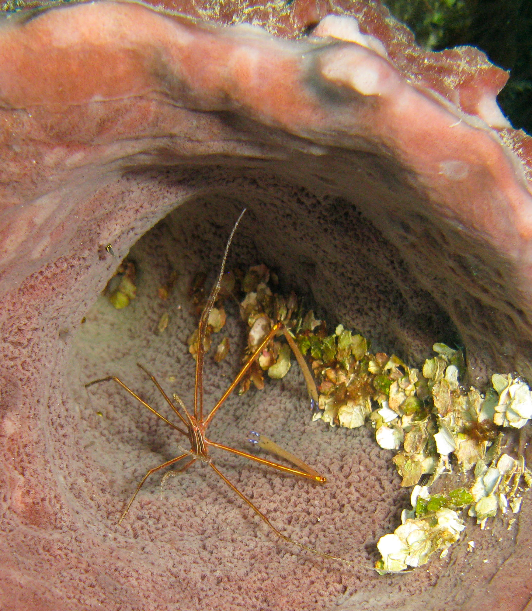 Yellowline Arrow Crab inside red vase sponge Yellowline Arrow Crab inside red vase sponge