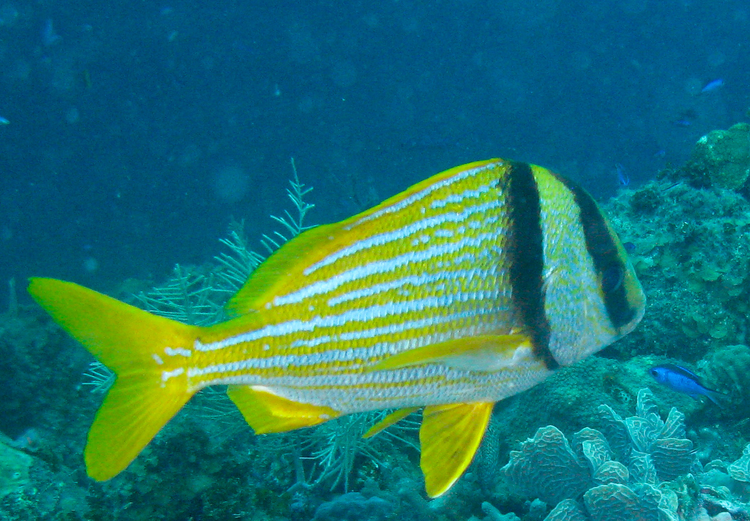 Porkfish (grunt: Anisotremus virginicus) Porkfish (grunt: Anisotremus virginicus)