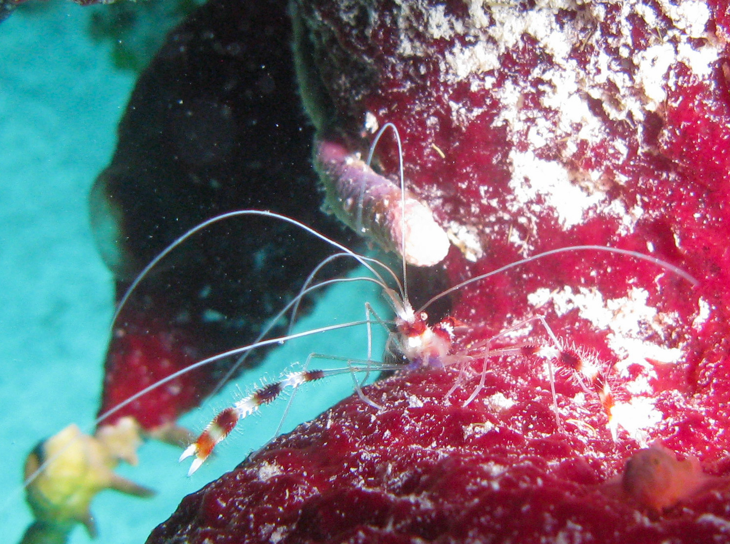 Banded Coral Shrimp Banded Coral Shrimp
