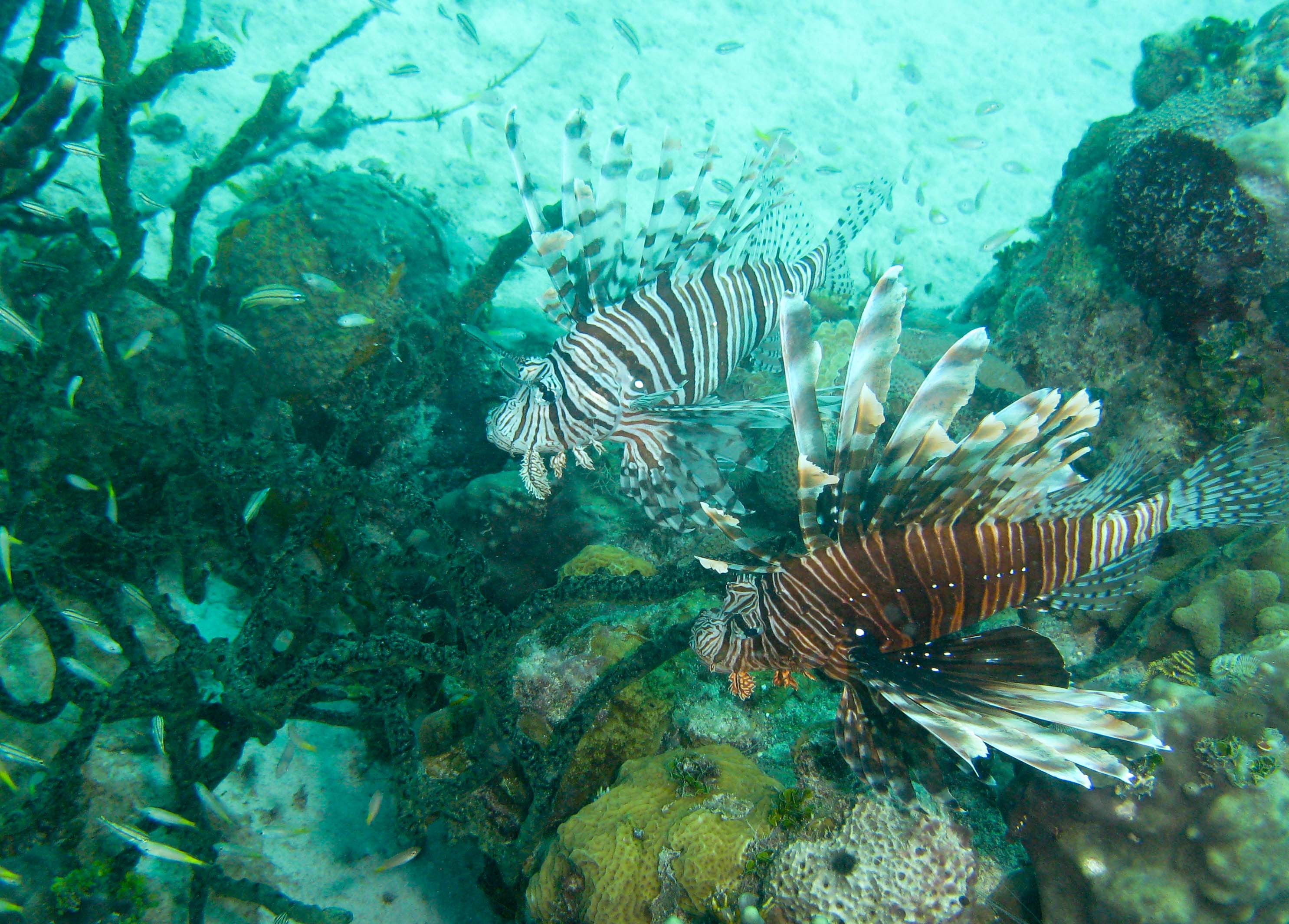 Lion fish - hunting Lion fish - hunting