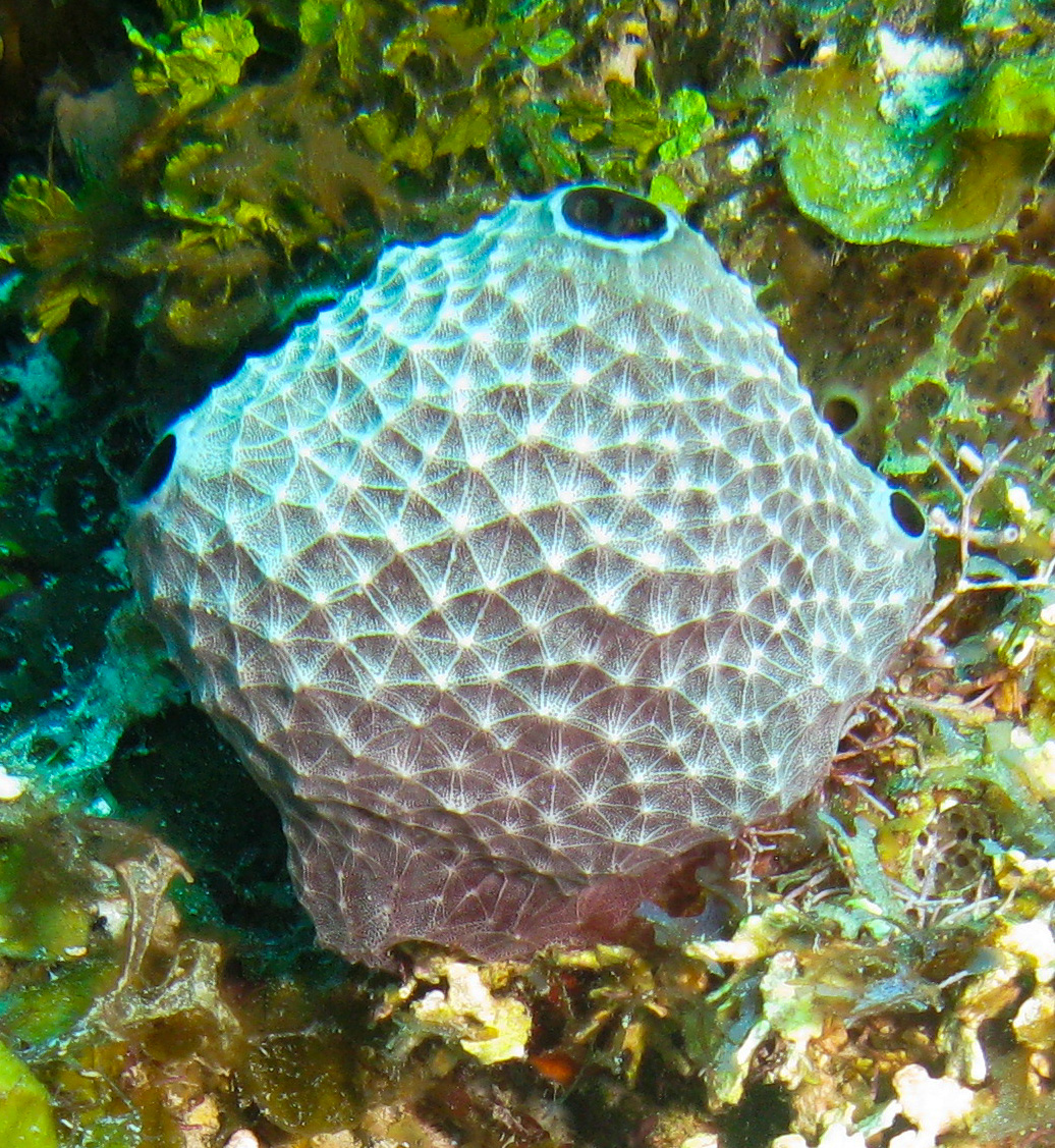 Stinker Sponge (Ircinia felix)