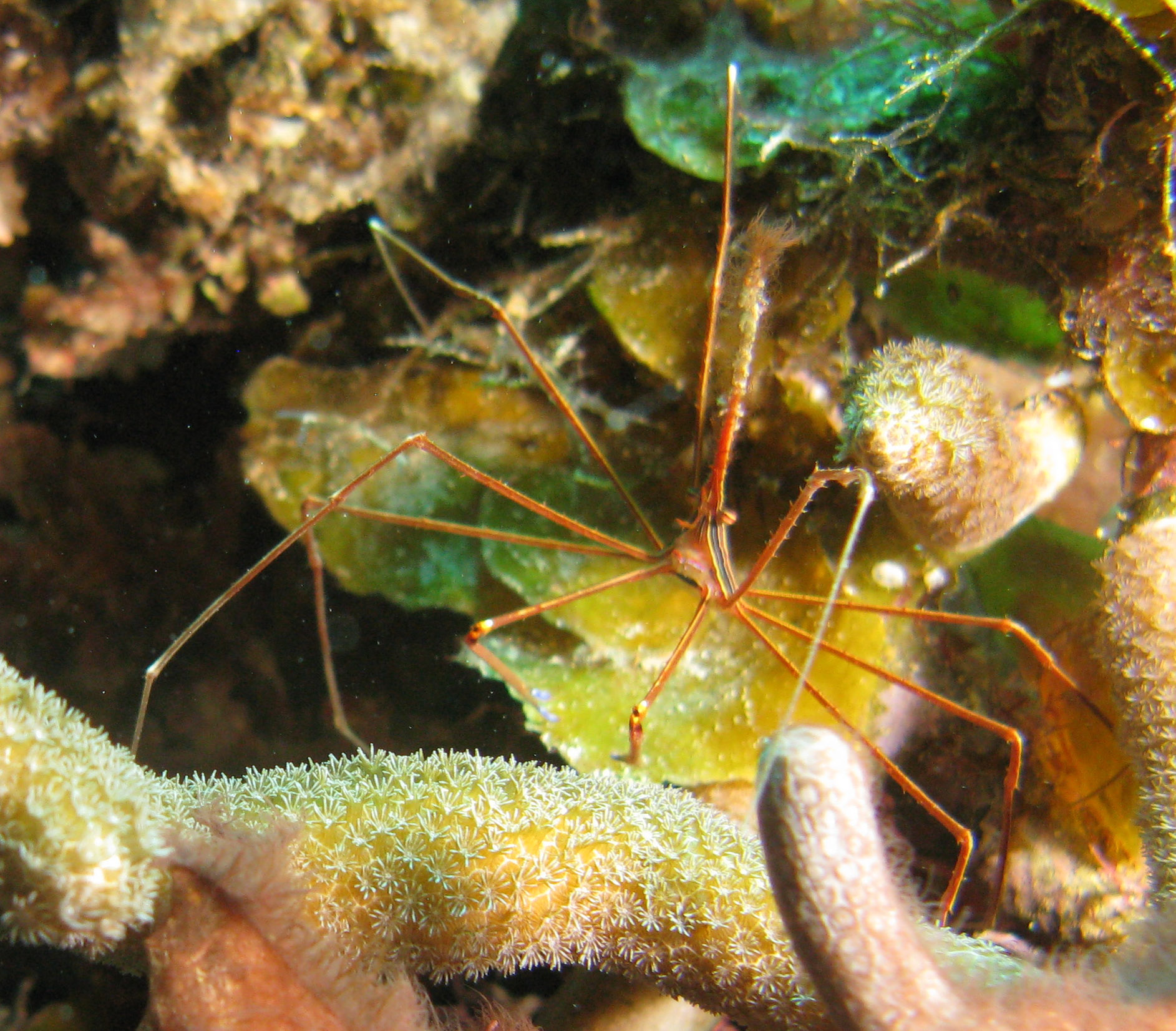 Yellowline Arrow Crab