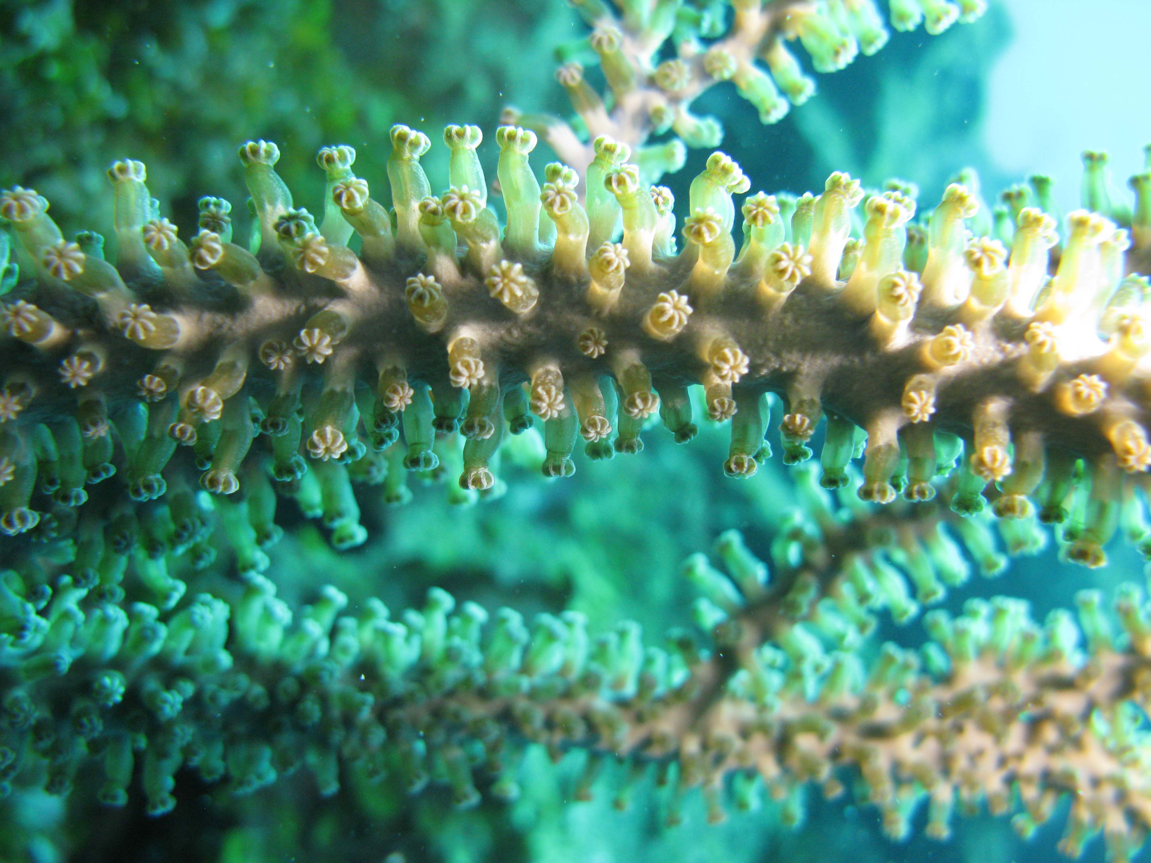 Swollen-Knob Candelabrum