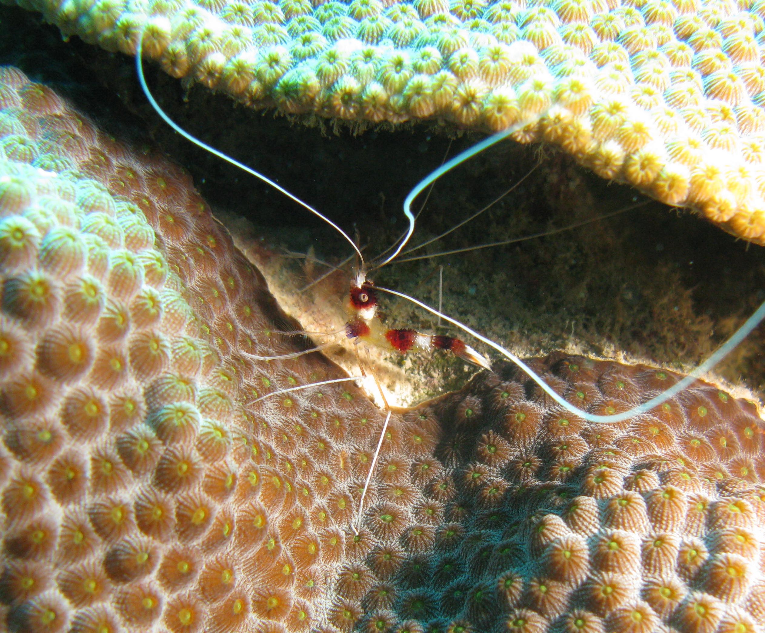 Banded Coral Shrimp among Star Coral