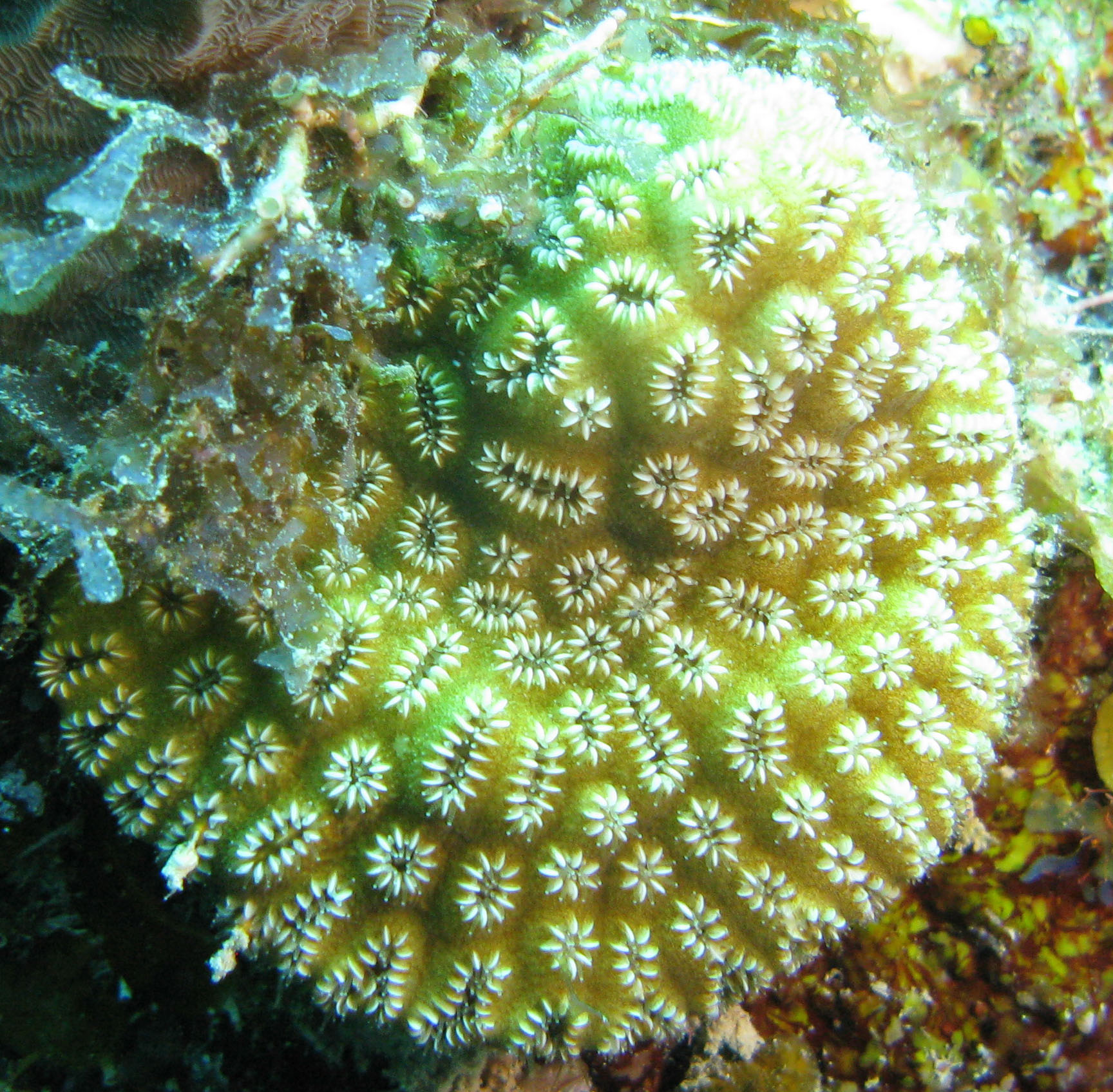 Elliptical Star Coral (Dichocoenia stokesi)